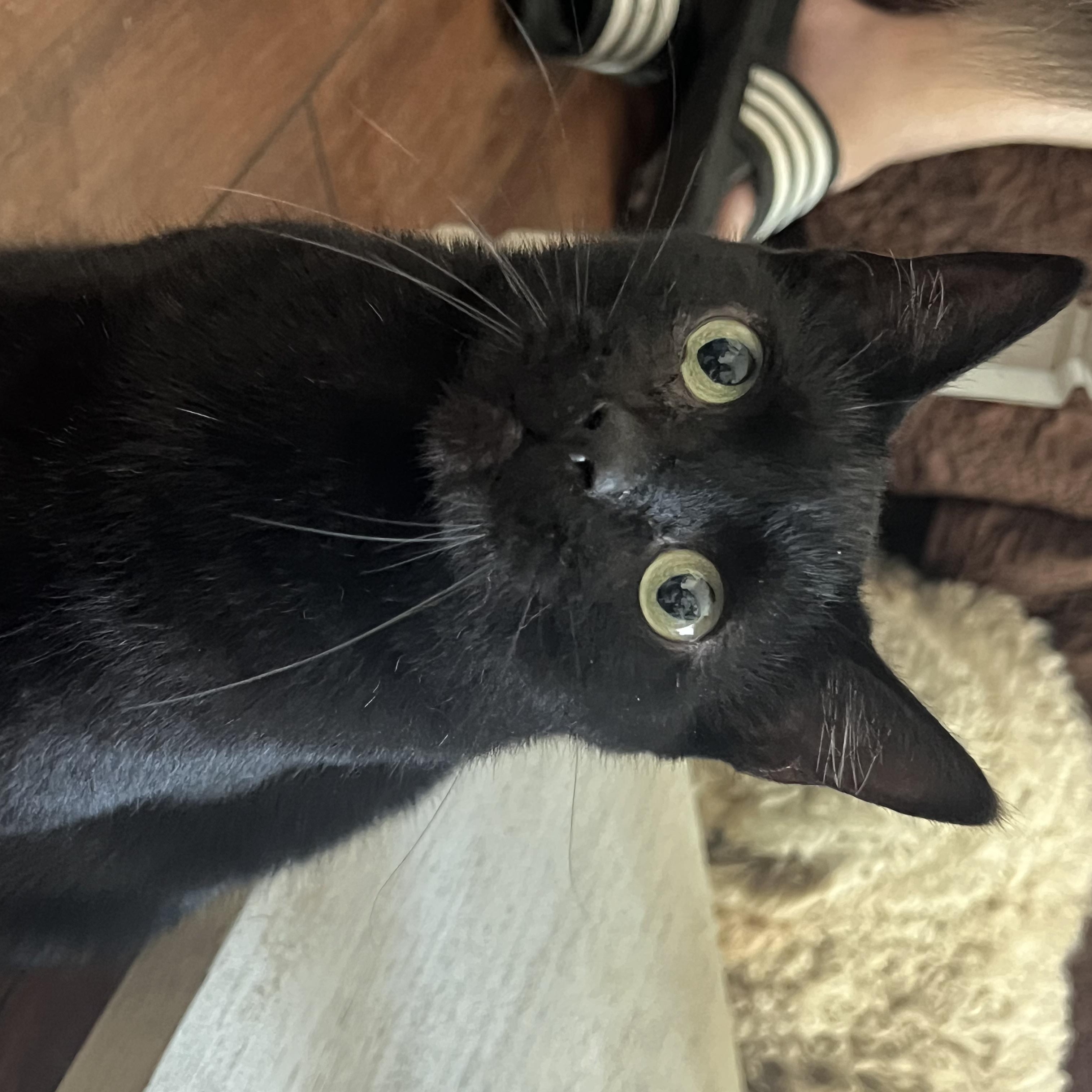 Enlarge Padme, a Adoptable Domestic Short Hair in San Jose, CA image 5/5