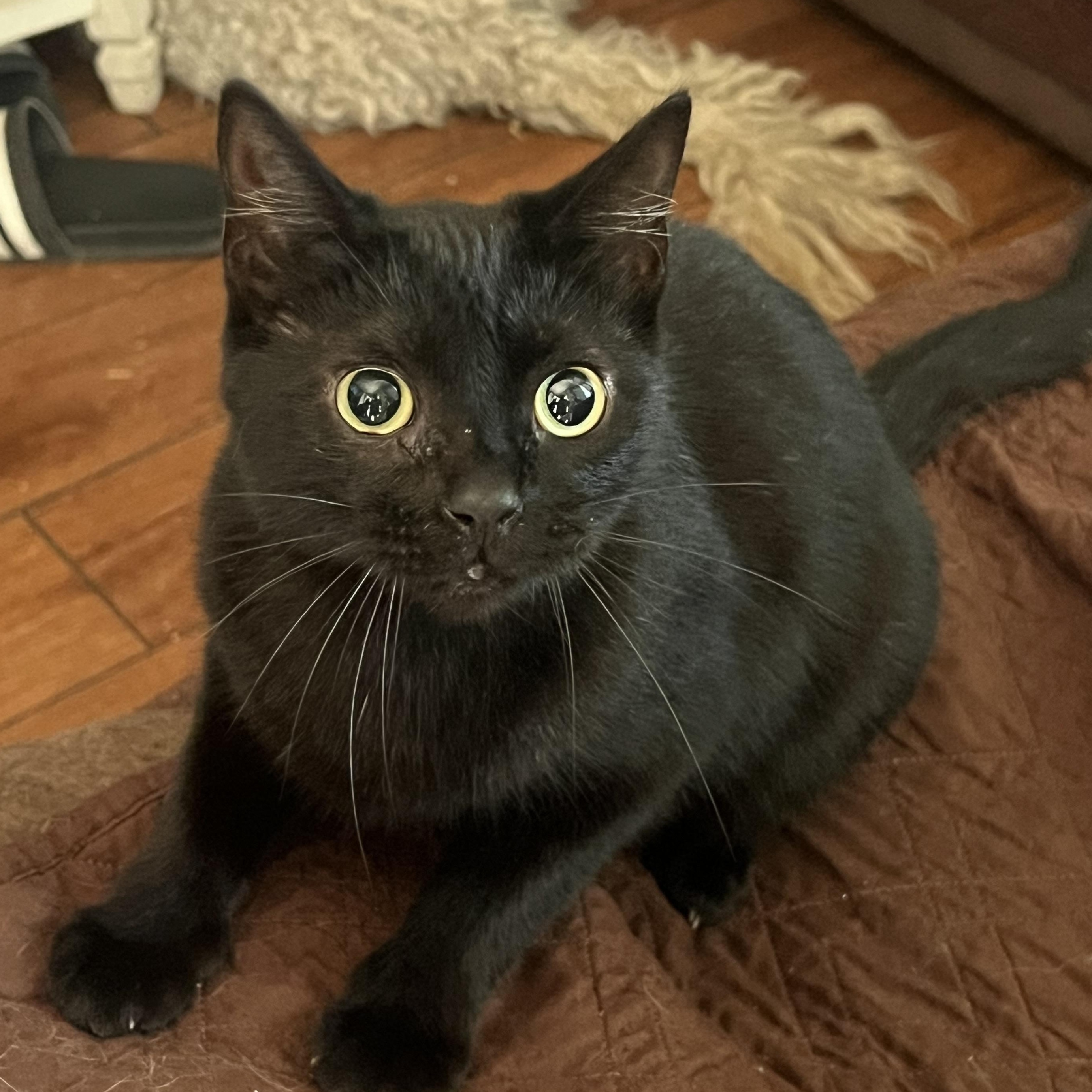 Enlarge Padme, a Adoptable Domestic Short Hair in San Jose, CA image 3/5