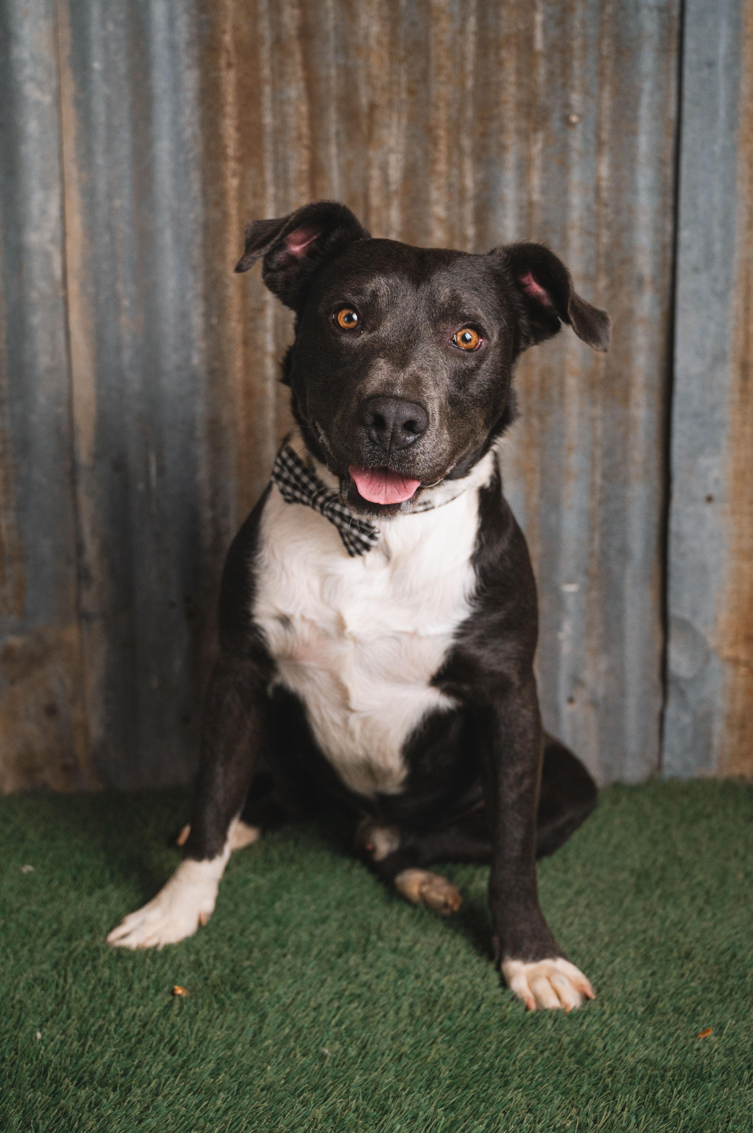 Dozer, Adoptable, Adult Male Pit Bull Terrier & Terrier.
