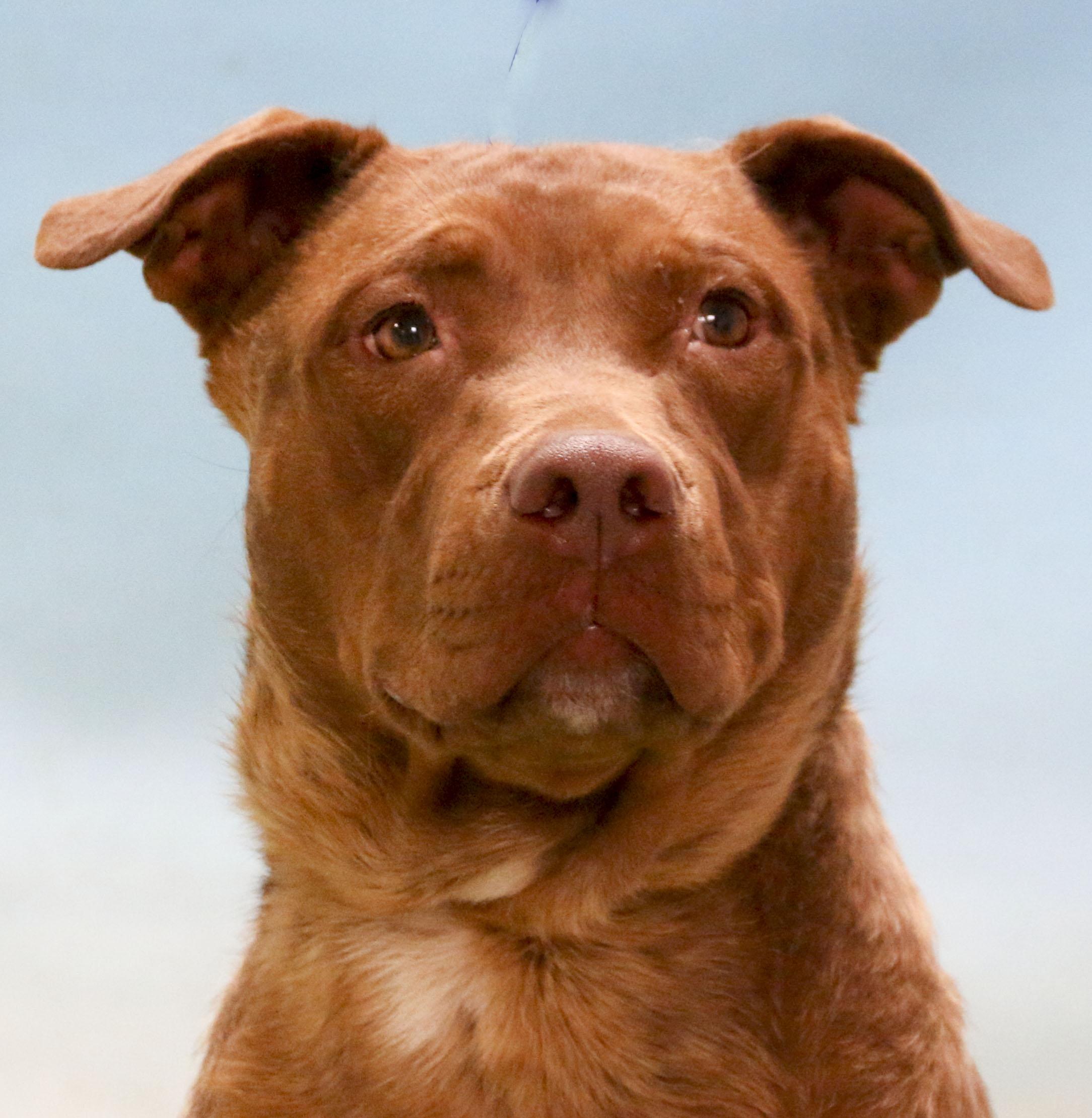 Enlarge Armani, a Adoptable mixed breed in Casa Grande, AZ image 2/3