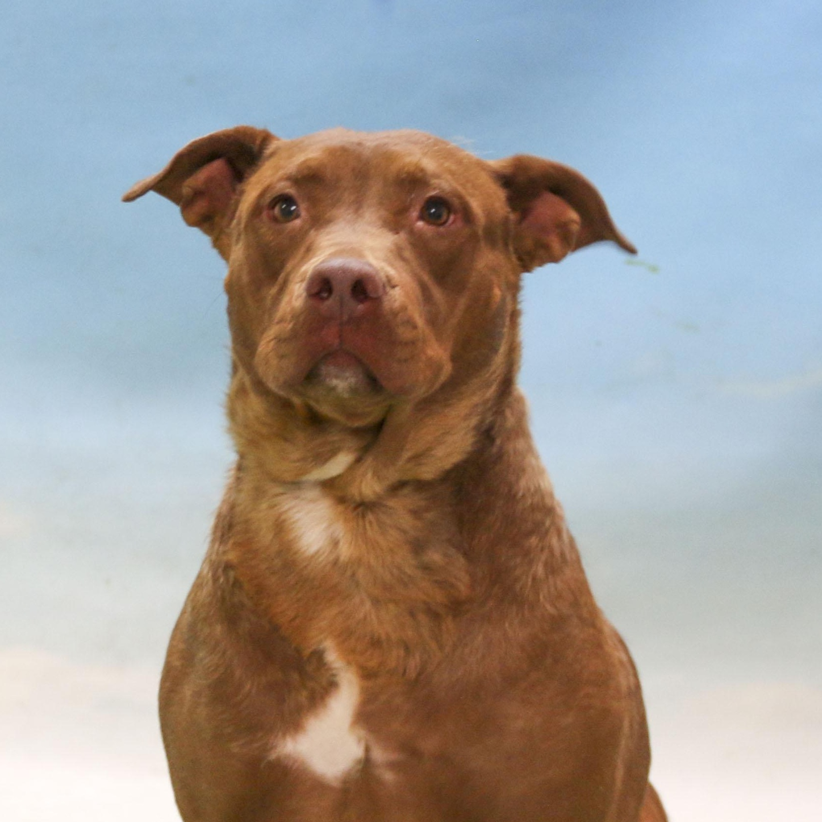 Enlarge Armani, a Adoptable mixed breed in Casa Grande, AZ image 1/3