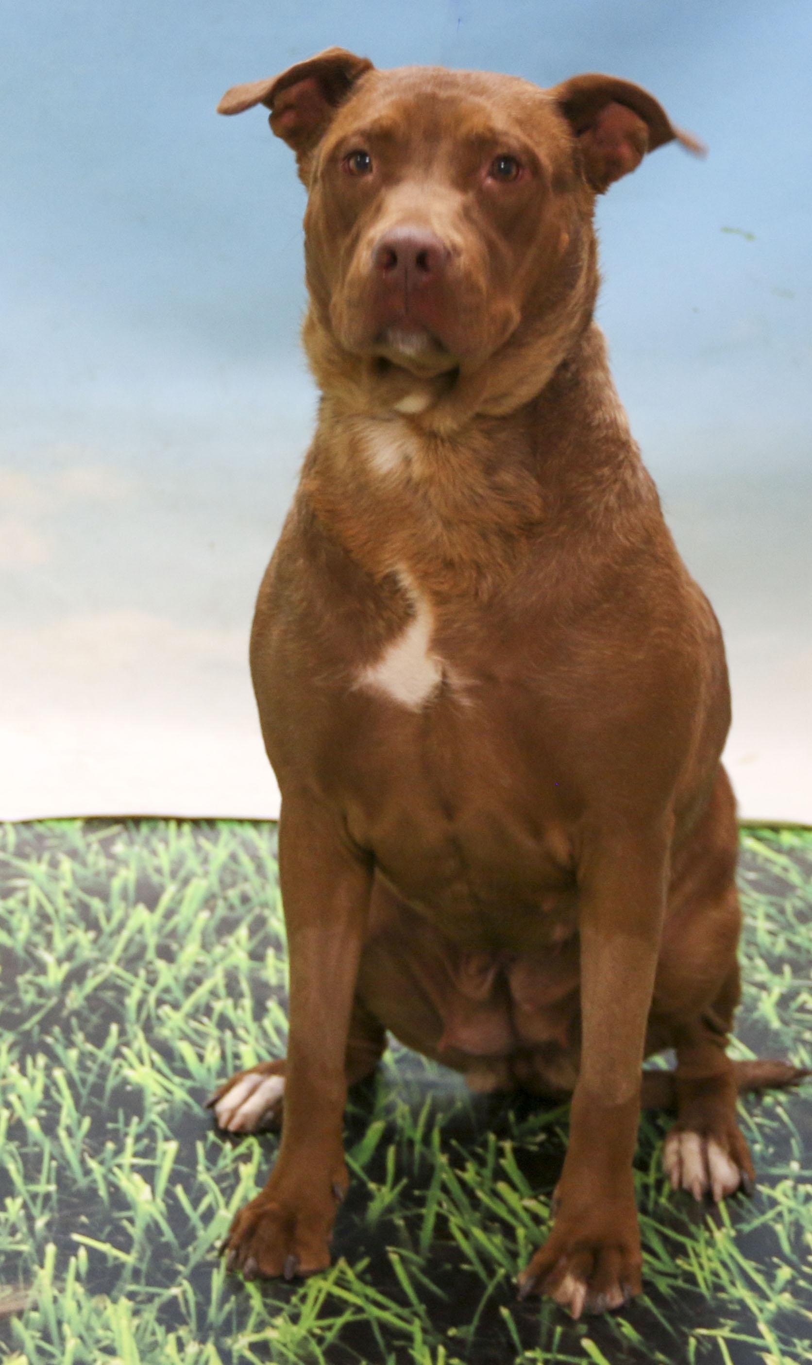 Enlarge Armani, a Adoptable mixed breed in Casa Grande, AZ image 3/3