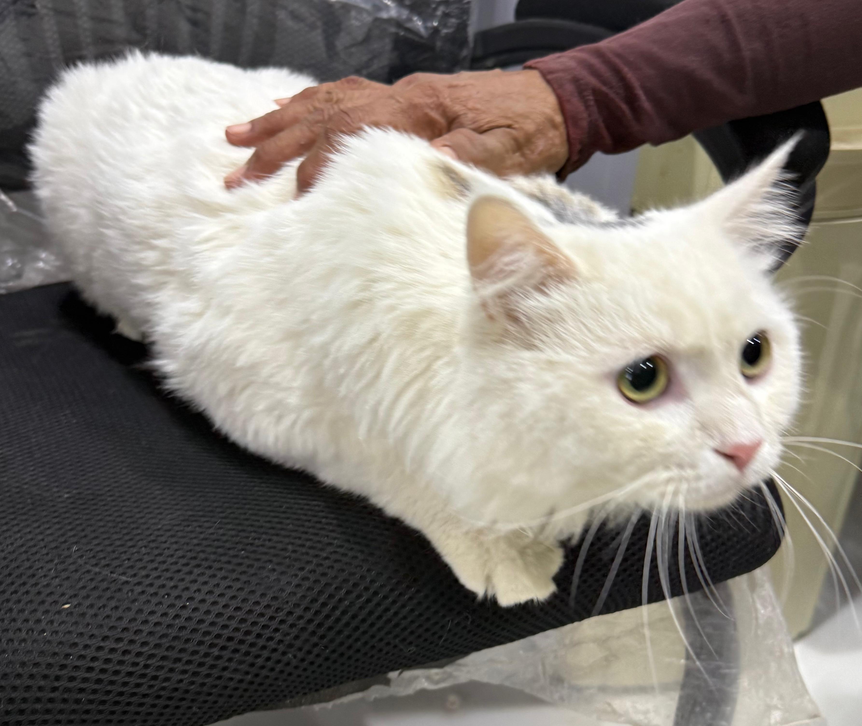 Bunny, a ADOPTABLE mixed breed in Newmarket, ON image 3/6