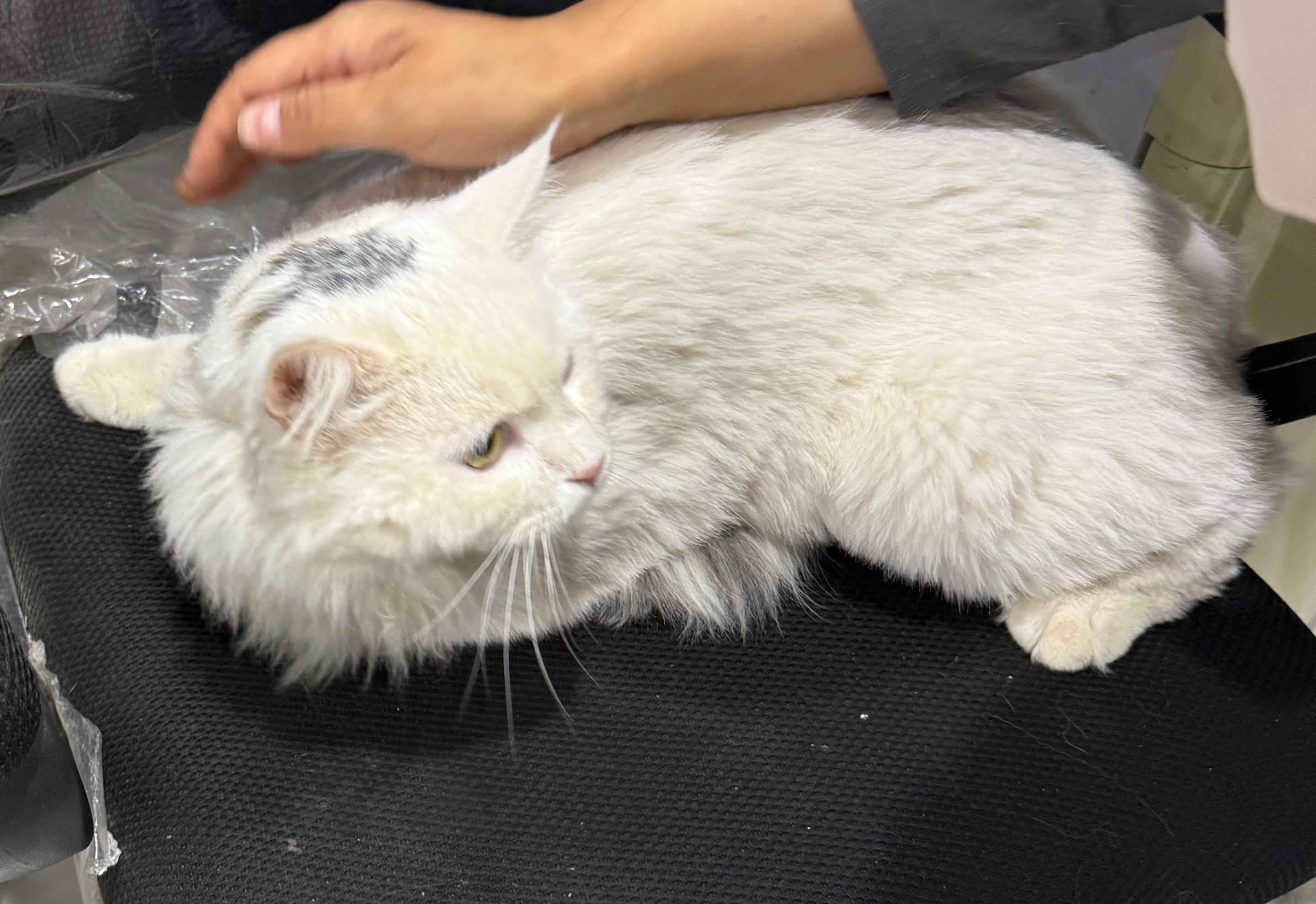 Bunny, a ADOPTABLE mixed breed in Newmarket, ON image 5/6