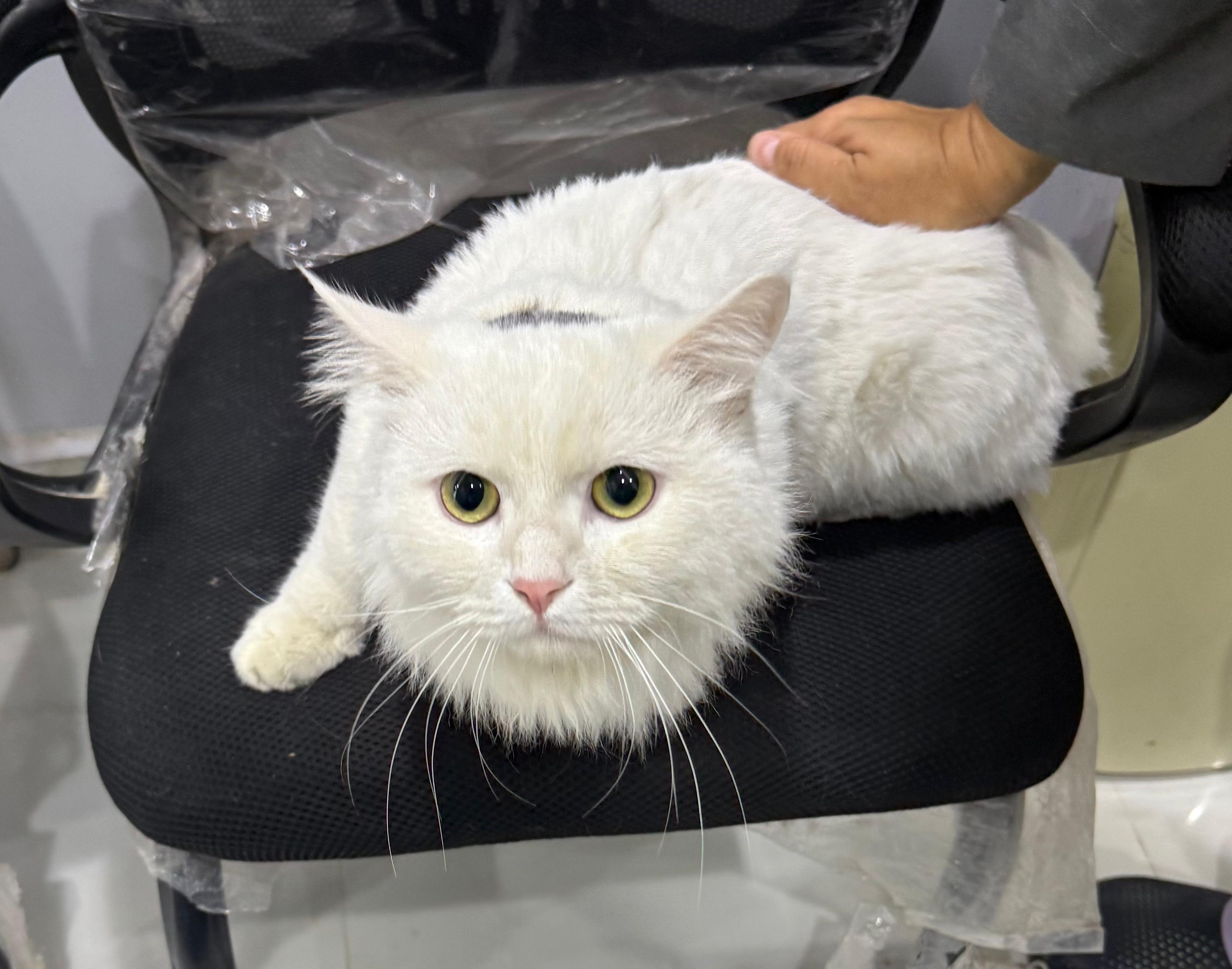 Bunny, a ADOPTABLE mixed breed in Newmarket, ON image 6/6