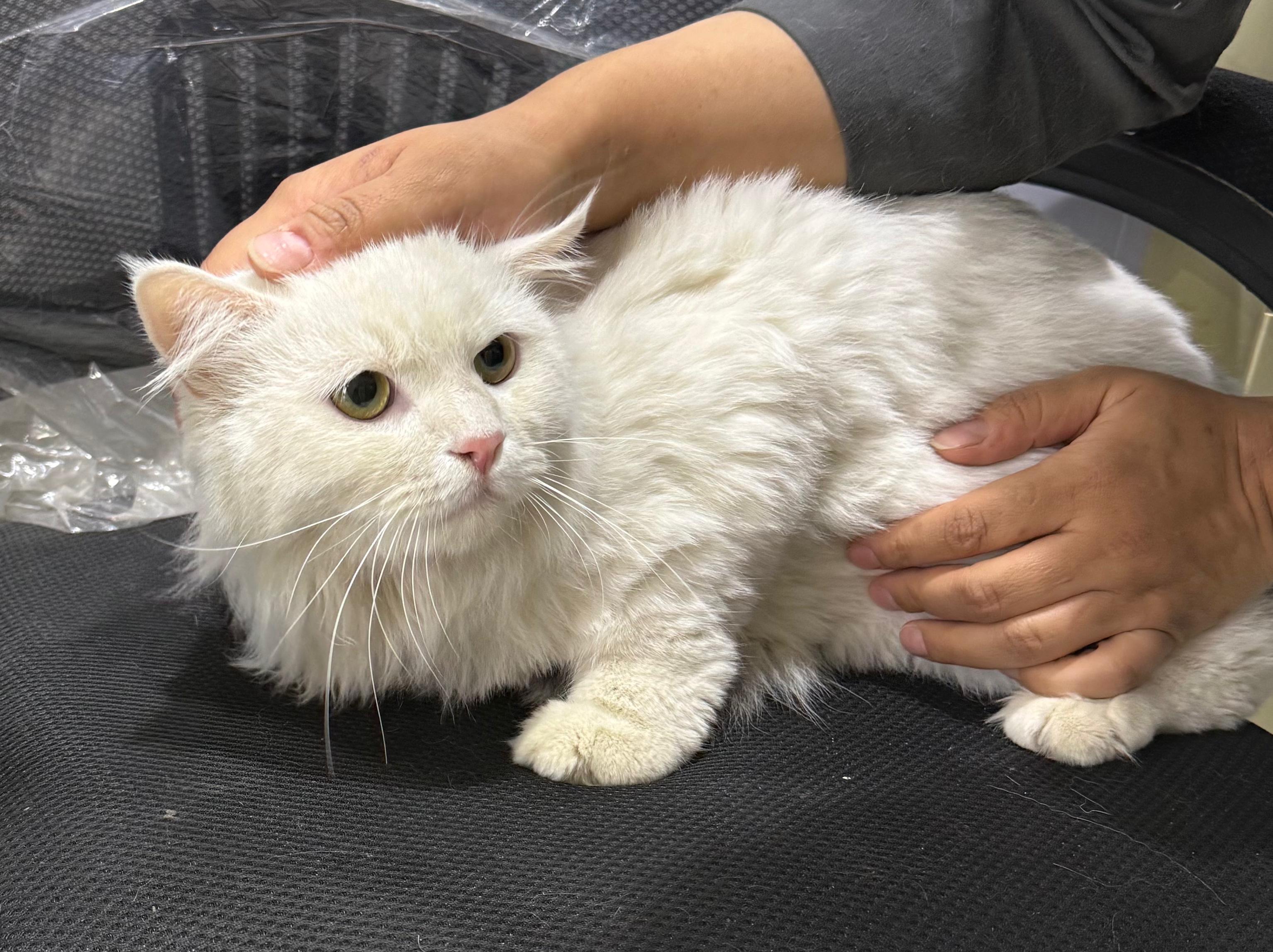 Bunny, a ADOPTABLE mixed breed in Newmarket, ON image 2/6