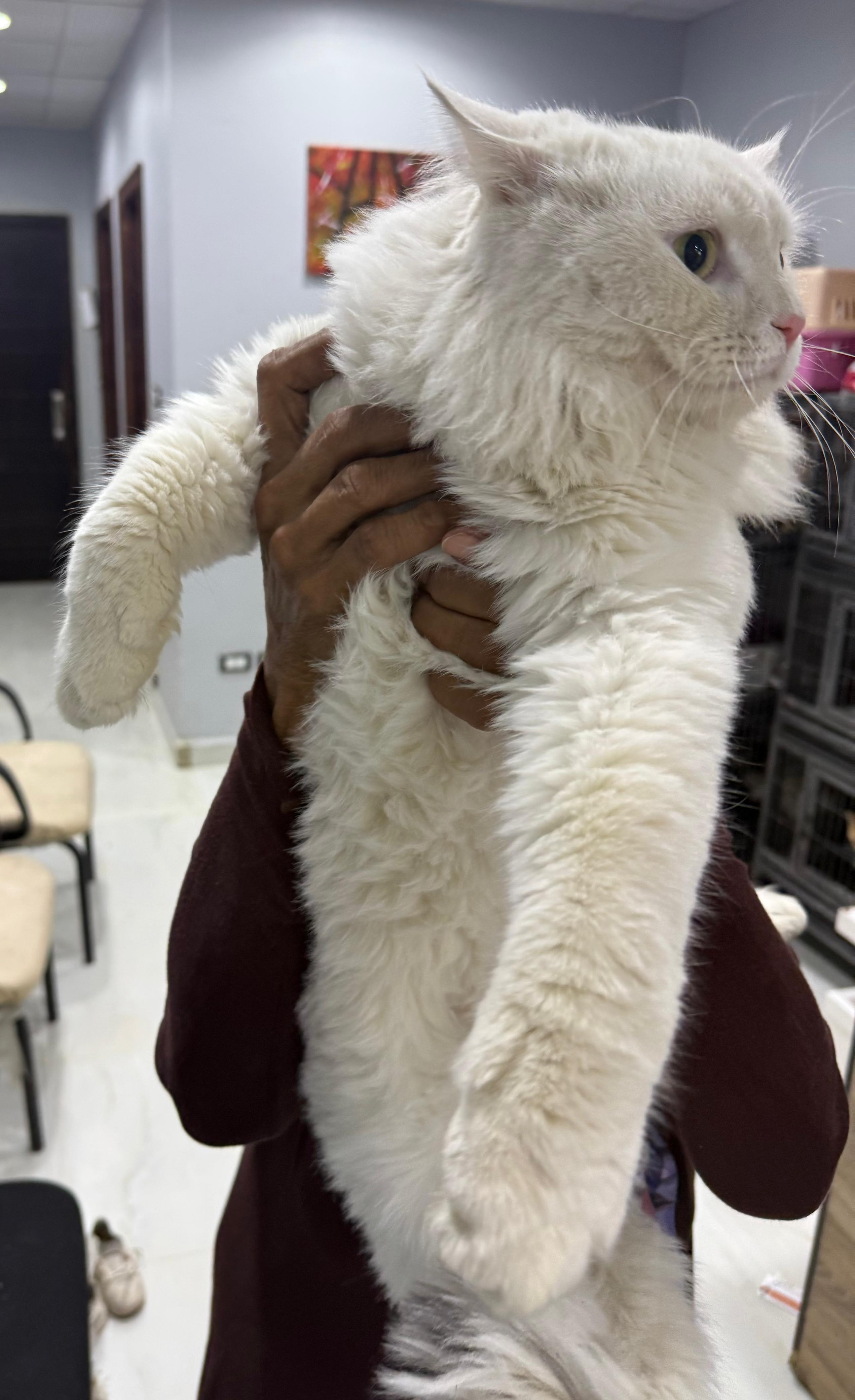 Bunny, a ADOPTABLE mixed breed in Newmarket, ON image 4/6