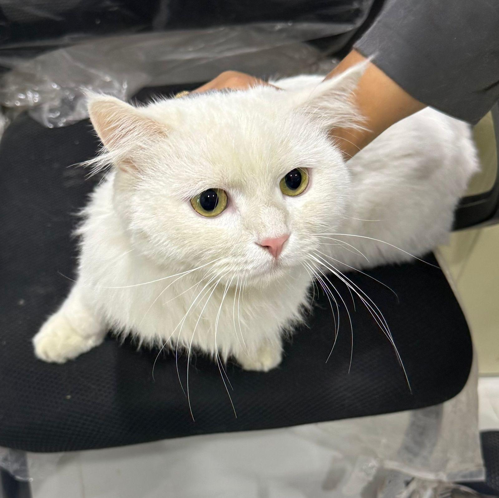 Bunny, ADOPTABLE, Young Male Persian & Turkish Angora.