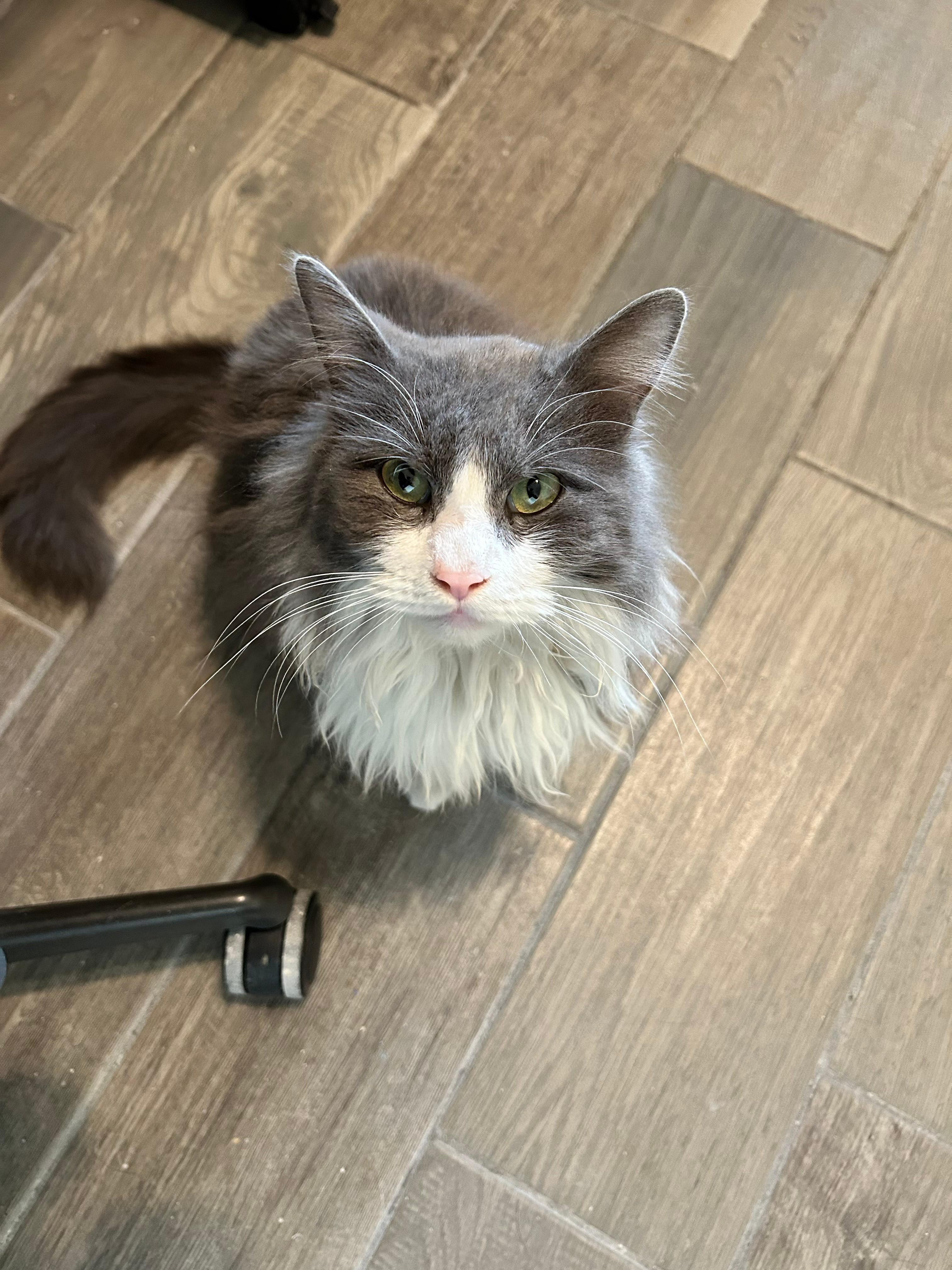 Enlarge Wellington, a ADOPTABLE mixed breed in Tucson, AZ image 1/1