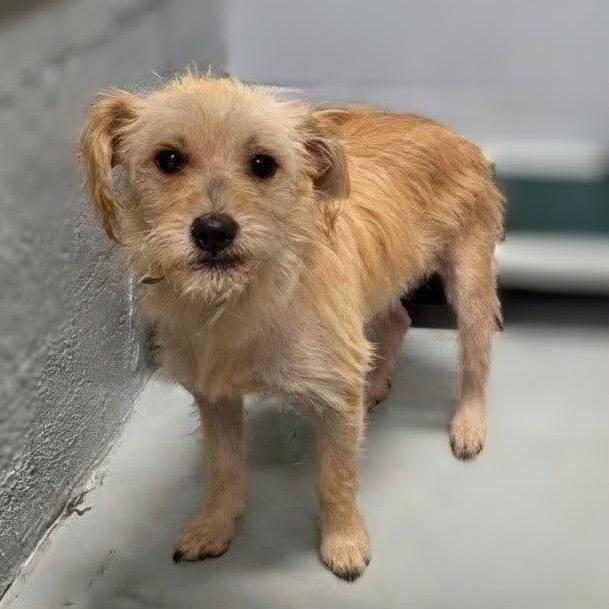 Enlarge Scout, a Adoptable mixed breed in Griswold, CT image 1/2
