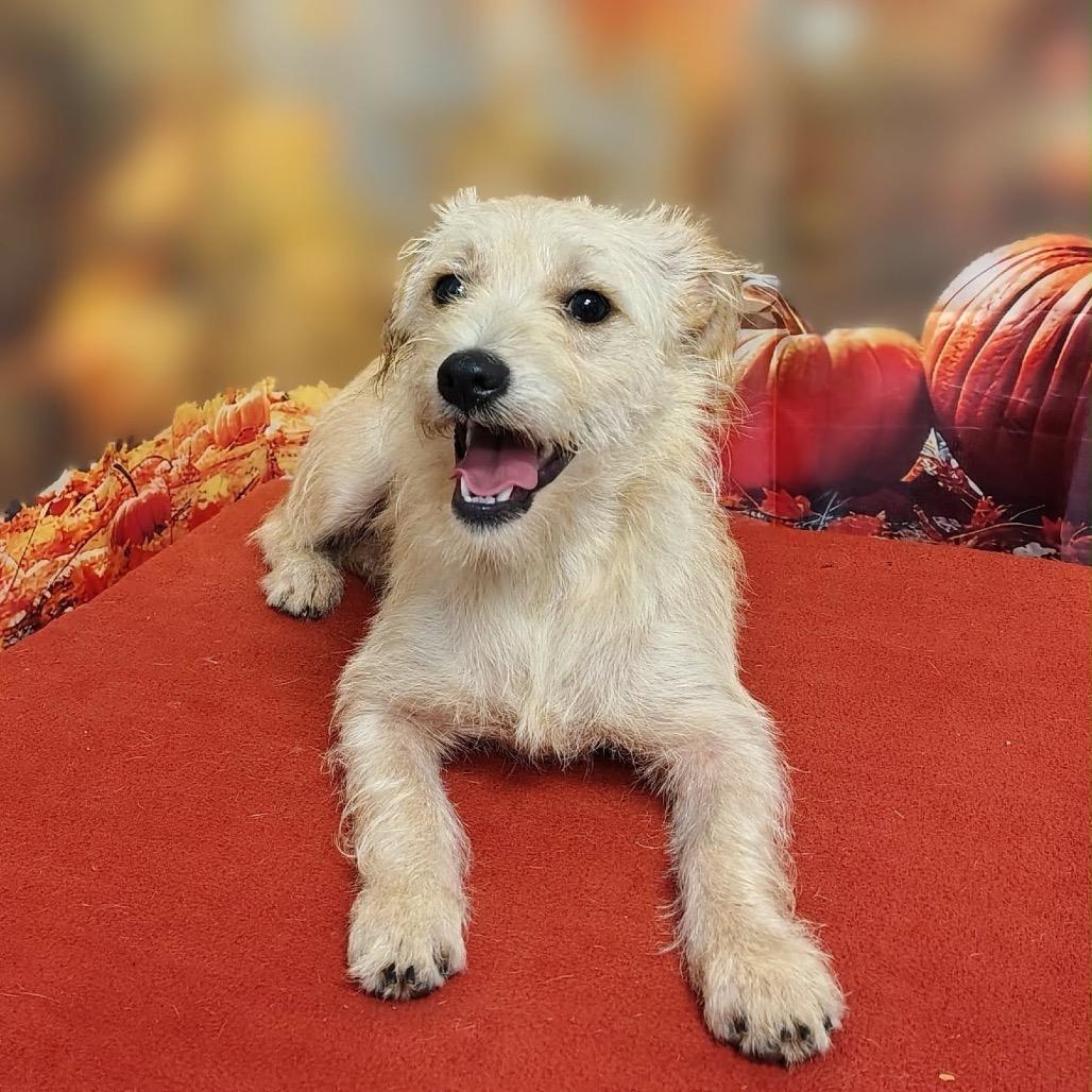 Enlarge Scout, a Adoptable mixed breed in Griswold, CT image 2/2