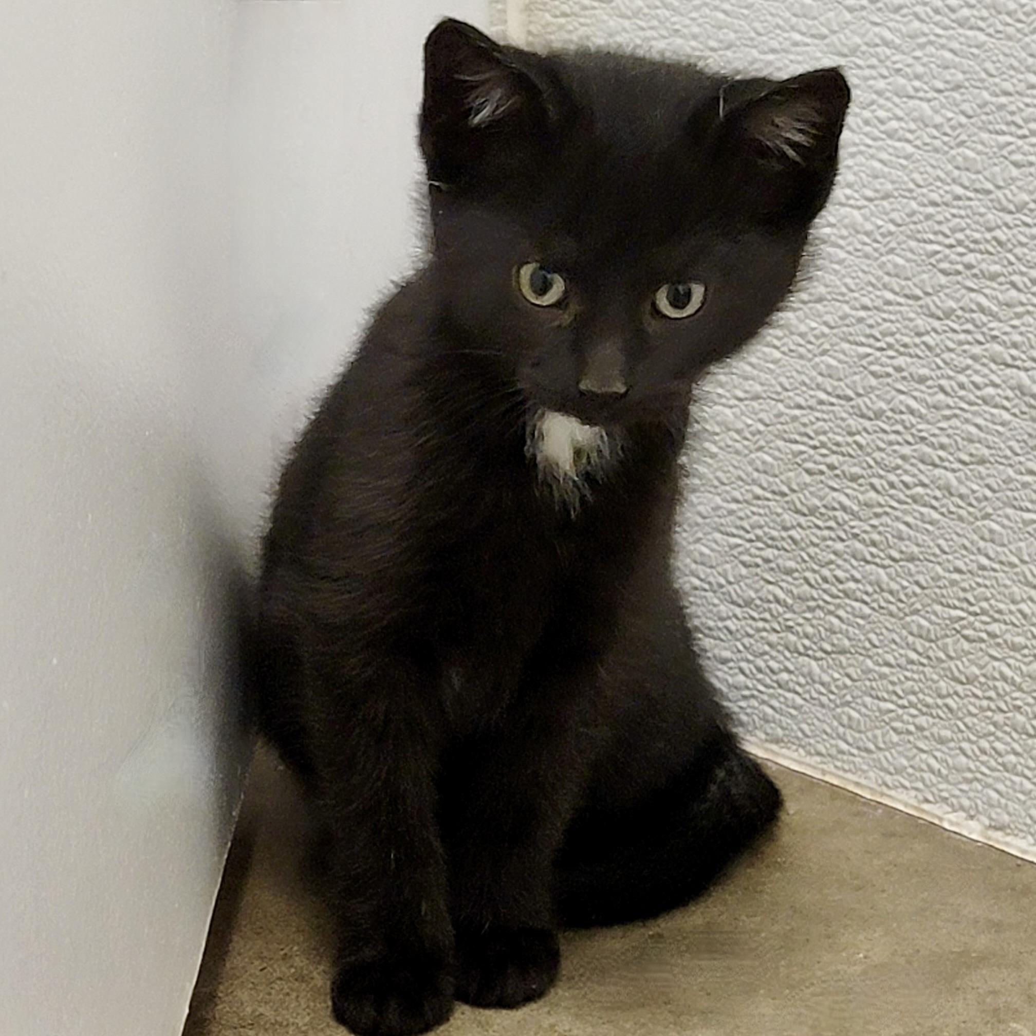 MONTY, ADOPTABLE, Kitten Male Domestic Short Hair & Domestic Medium Hair.