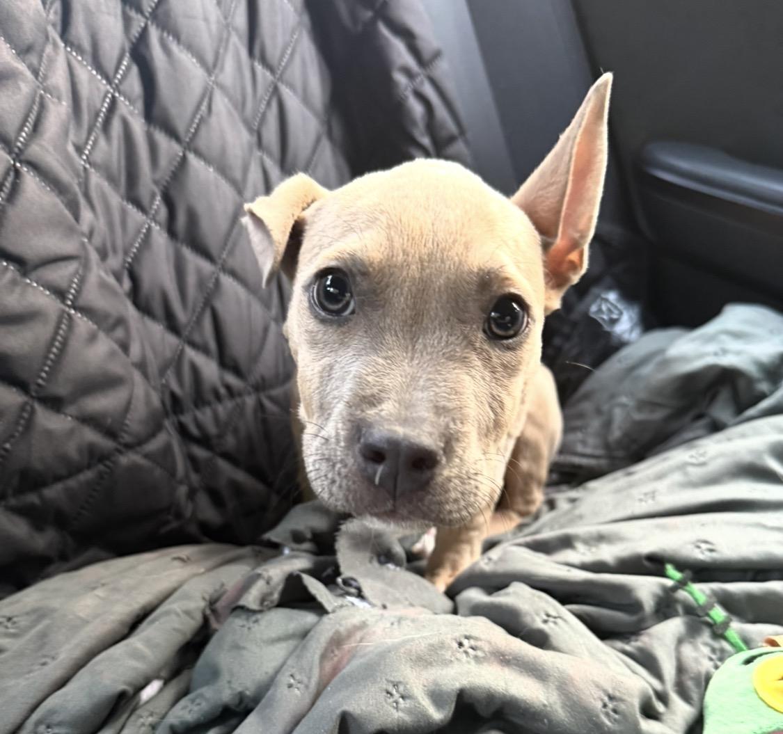 Enlarge Beta Boo- sweetest girl looking for loving home., a Adoptable Mixed Breed in Charleston, SC image 3/5