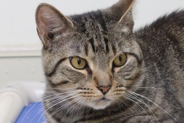 Suzuki, a Adoptable Domestic Short Hair in New York, NY image 1/3