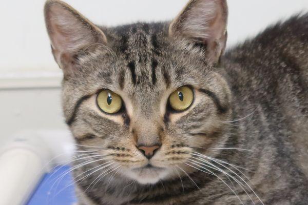 Suzuki, a Adoptable Domestic Short Hair in New York, NY image 2/3