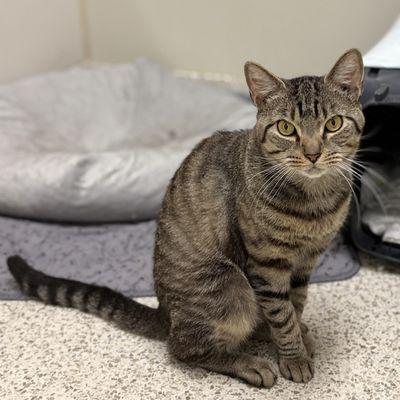 Suzuki, a Adoptable Domestic Short Hair in New York, NY image 3/3