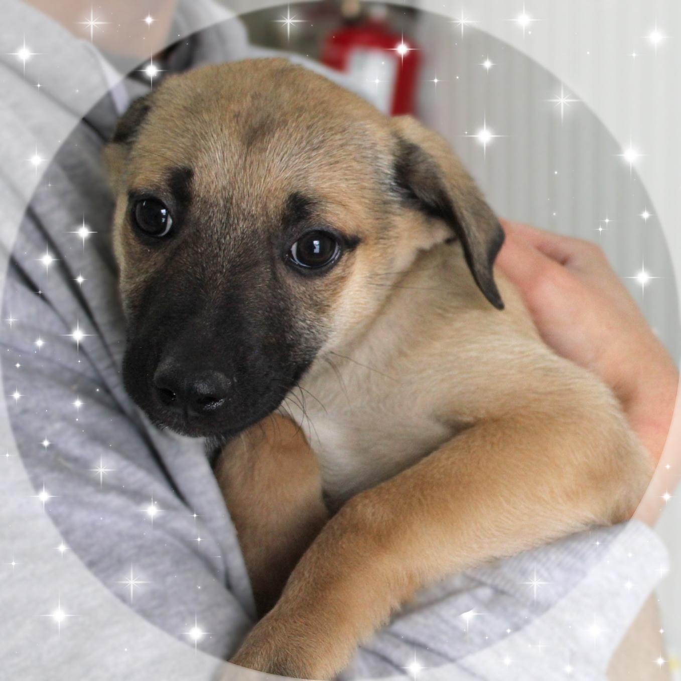 Xenia, adopted, Puppy Female Mixed Breed.