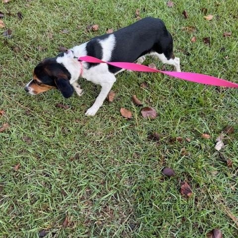 Enlarge Lizzie, a Adopted mixed breed in Prairieville, LA image 3/5