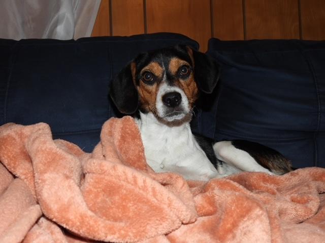 Enlarge Lizzie, a Adopted mixed breed in Prairieville, LA image 2/5