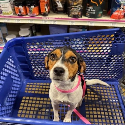 Enlarge Lizzie, a Adopted mixed breed in Prairieville, LA image 4/5