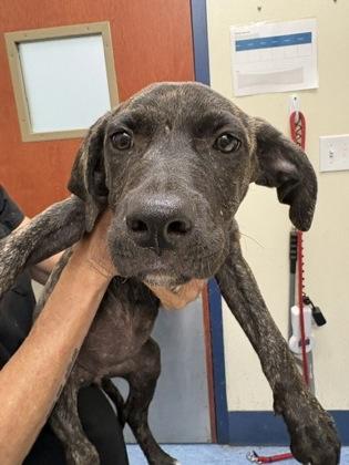 Posie, adopted, Puppy Female Hound.