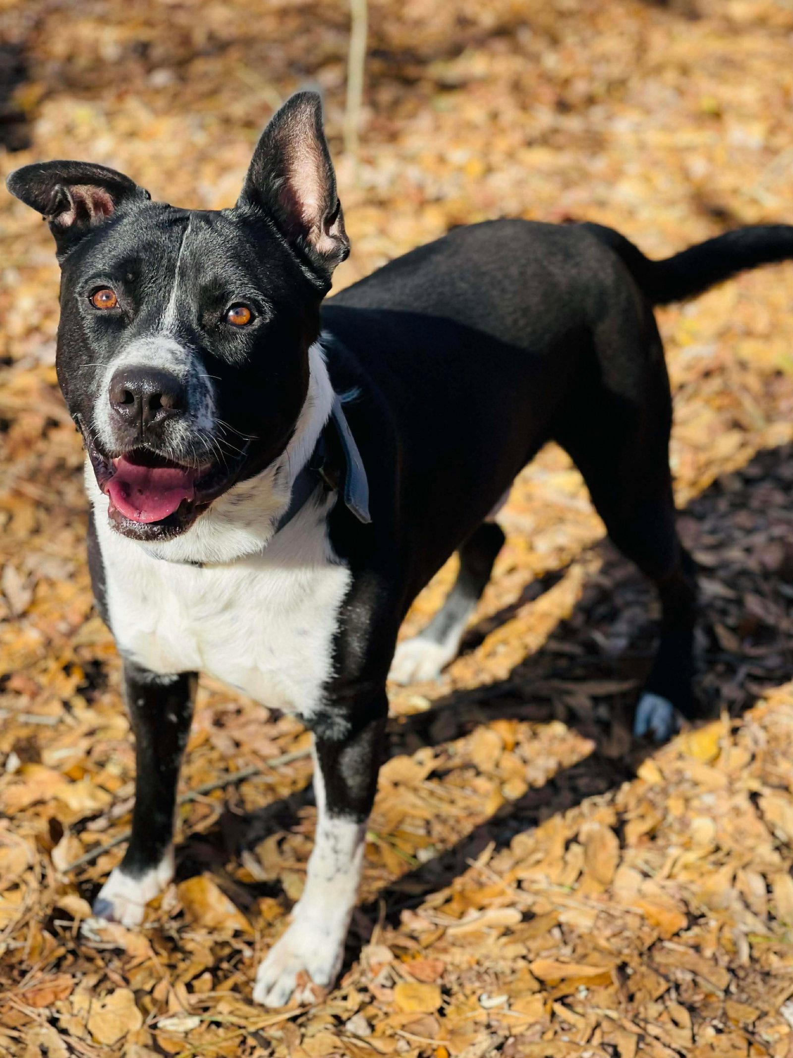 COURTESY POST..Archie, Adoptable, Adult Male Border Collie.