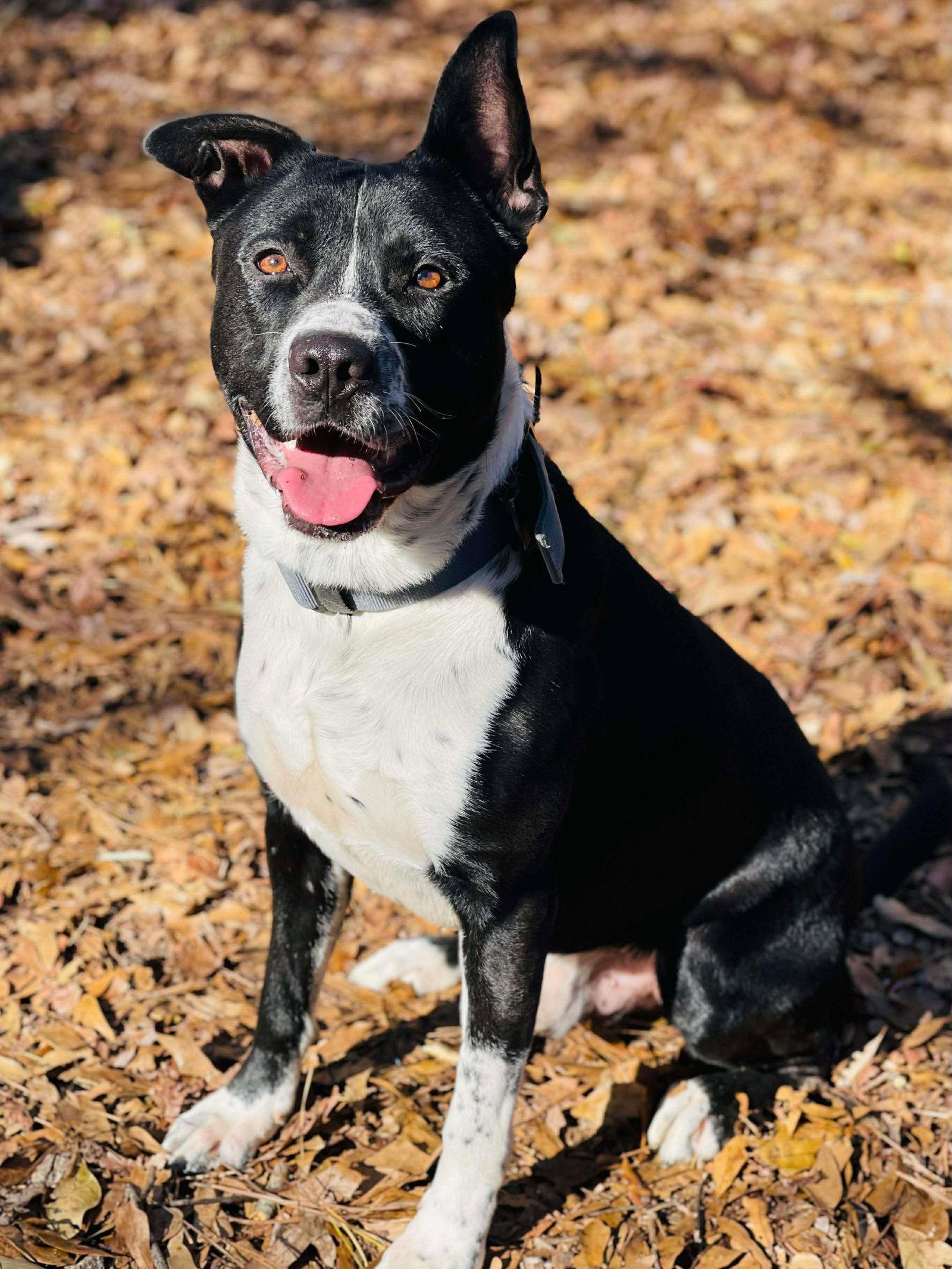Enlarge COURTESY POST..Archie, a Adoptable Border Collie in Social Circle, GA image 2/3