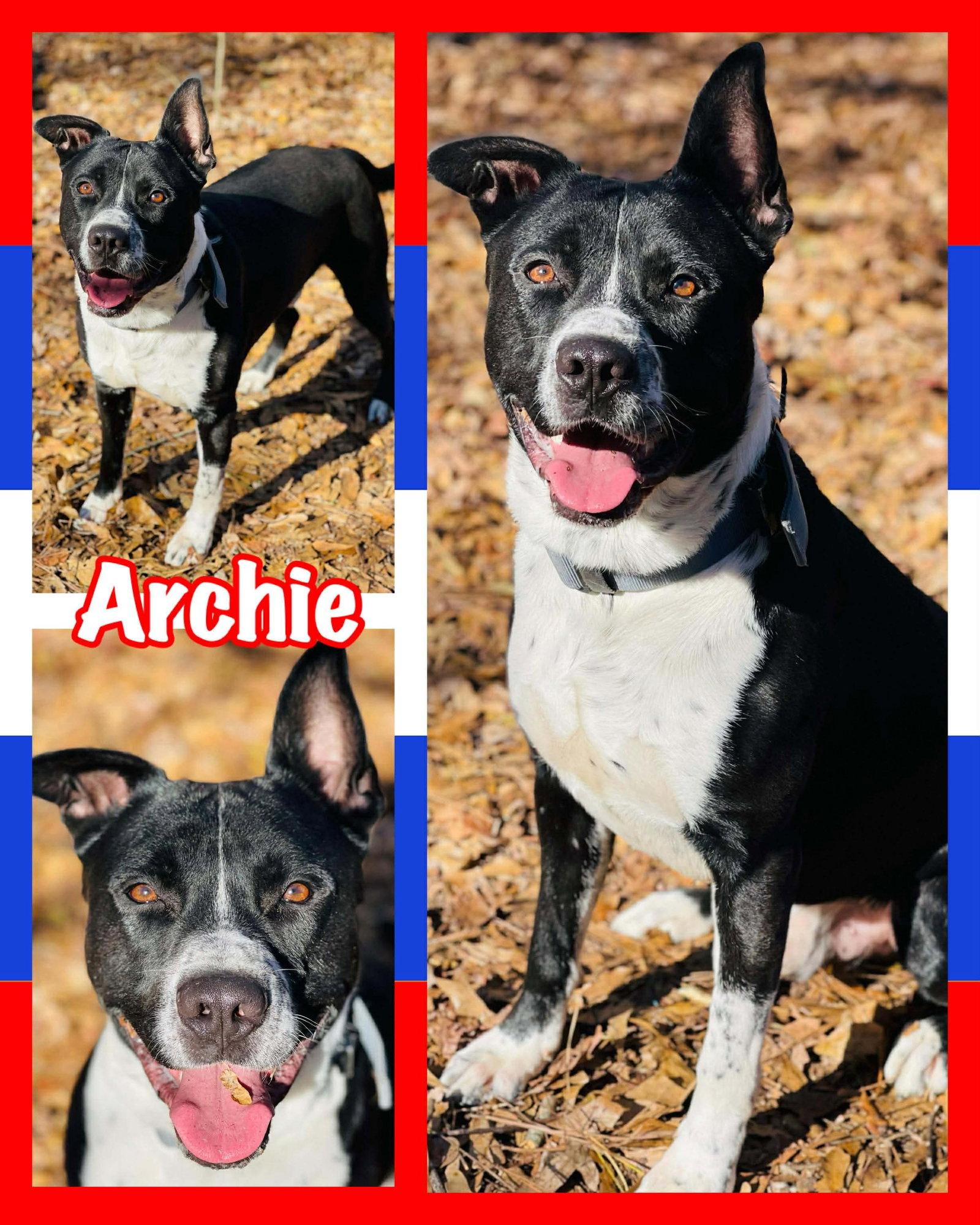 Enlarge COURTESY POST..Archie, a Adoptable Border Collie in Social Circle, GA image 3/3