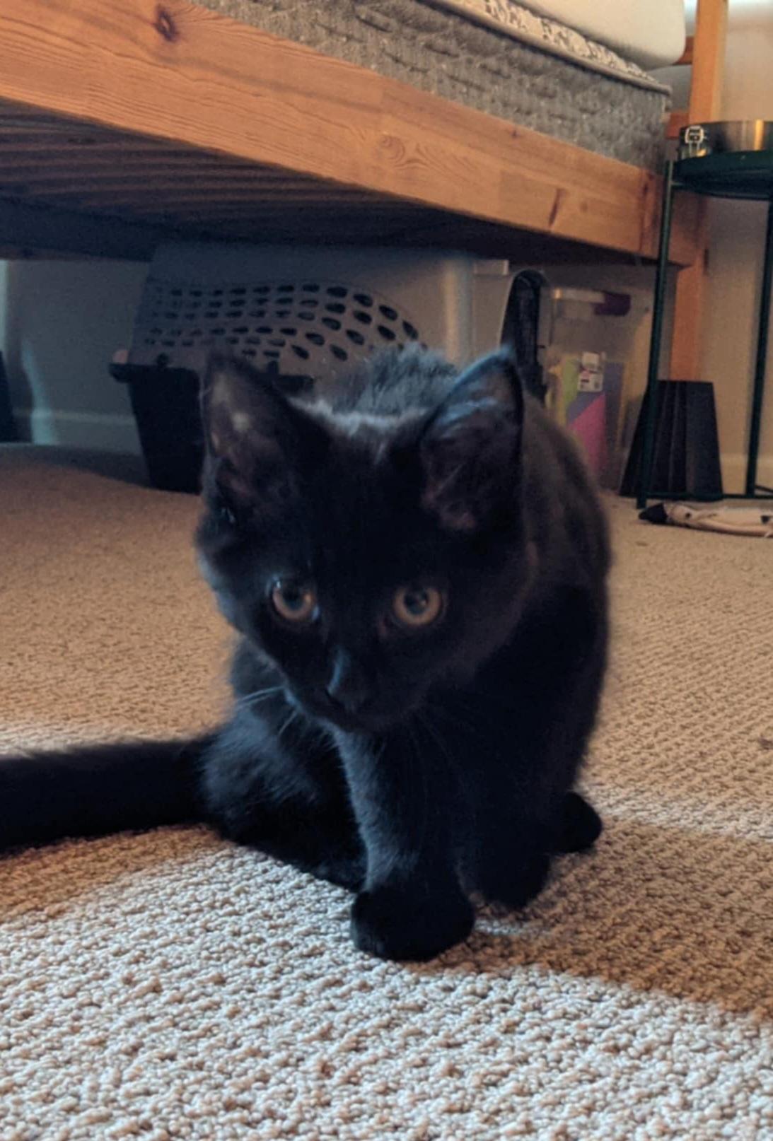 Ruby, a Adopted Domestic Medium Hair in New Haven, CT image 1/4