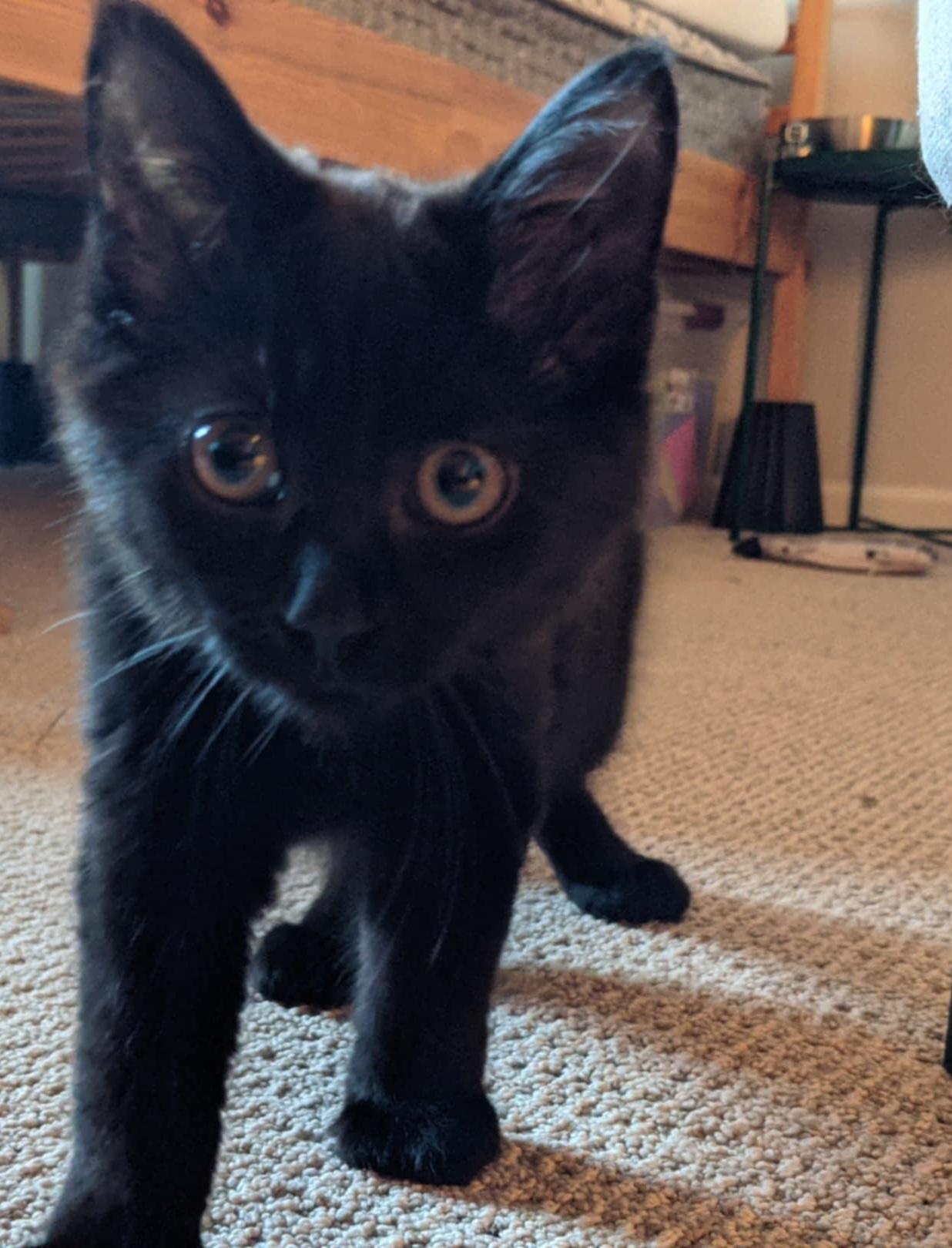 Ruby, a Adopted Domestic Medium Hair in New Haven, CT image 2/4