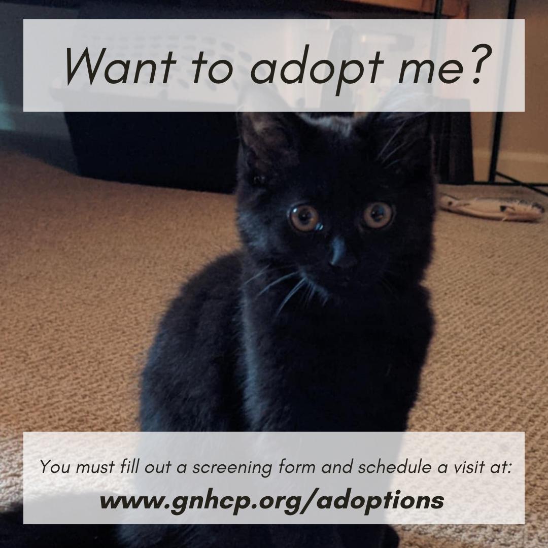 Ruby, a Adopted Domestic Medium Hair in New Haven, CT image 3/4