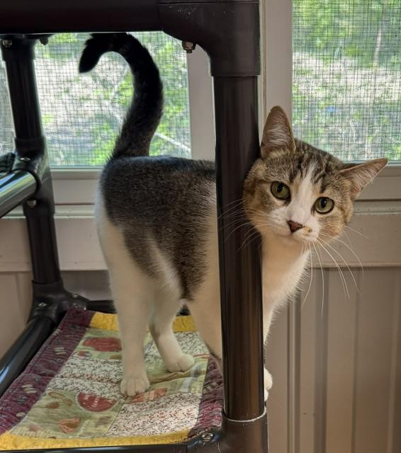 Enlarge June, a ADOPTABLE Domestic Short Hair in Mauston, WI image 1/1