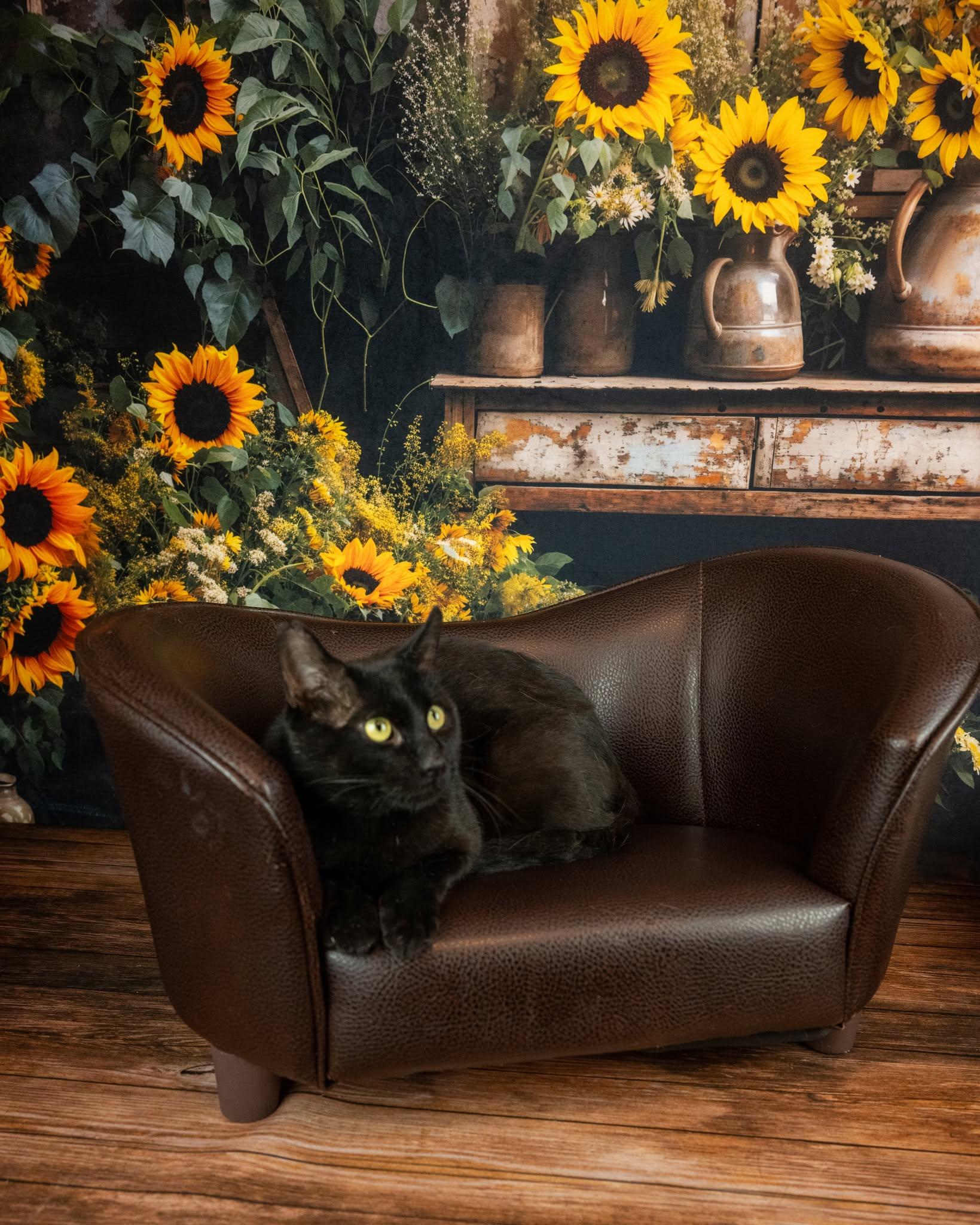 Enlarge Magic, a ADOPTABLE Domestic Short Hair in Lapeer, MI image 5/6