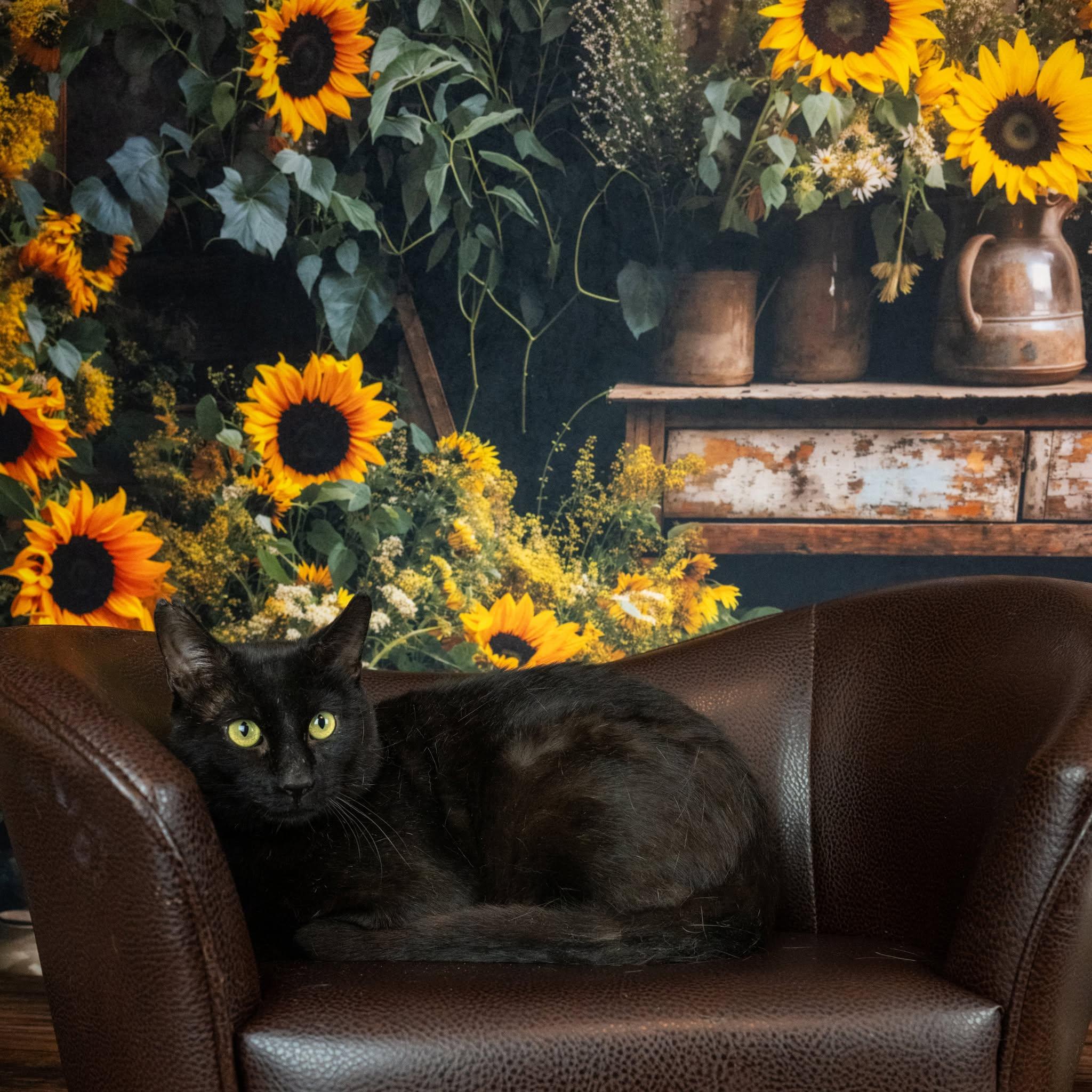 Enlarge Magic, a ADOPTABLE Domestic Short Hair in Lapeer, MI image 4/6