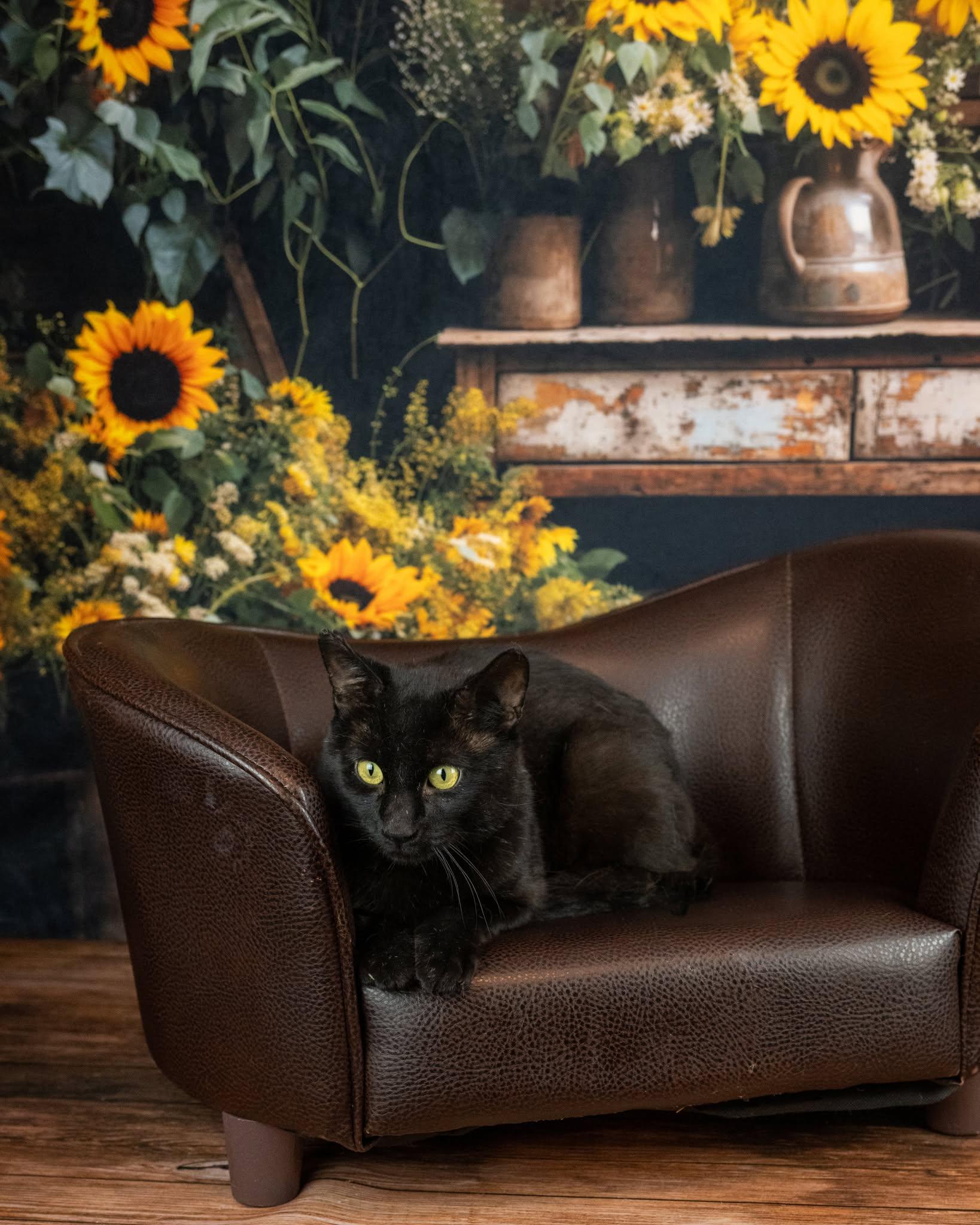 Enlarge Magic, a ADOPTABLE Domestic Short Hair in Lapeer, MI image 6/6