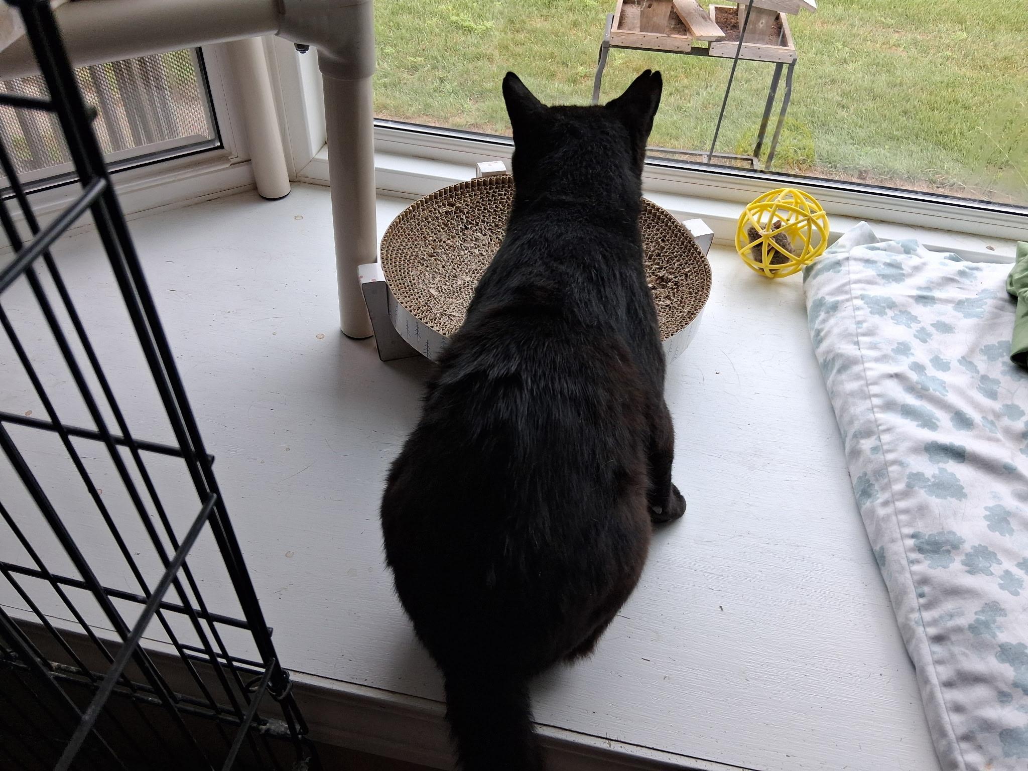 Enlarge Magic, a ADOPTABLE Domestic Short Hair in Lapeer, MI image 3/6