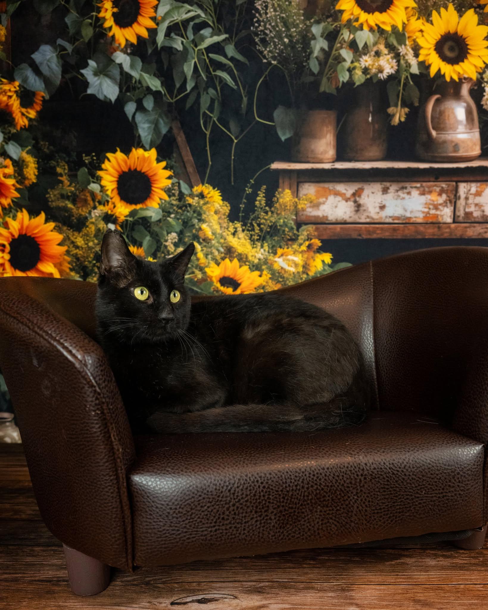 Magic, ADOPTABLE, Adult Male Domestic Short Hair.