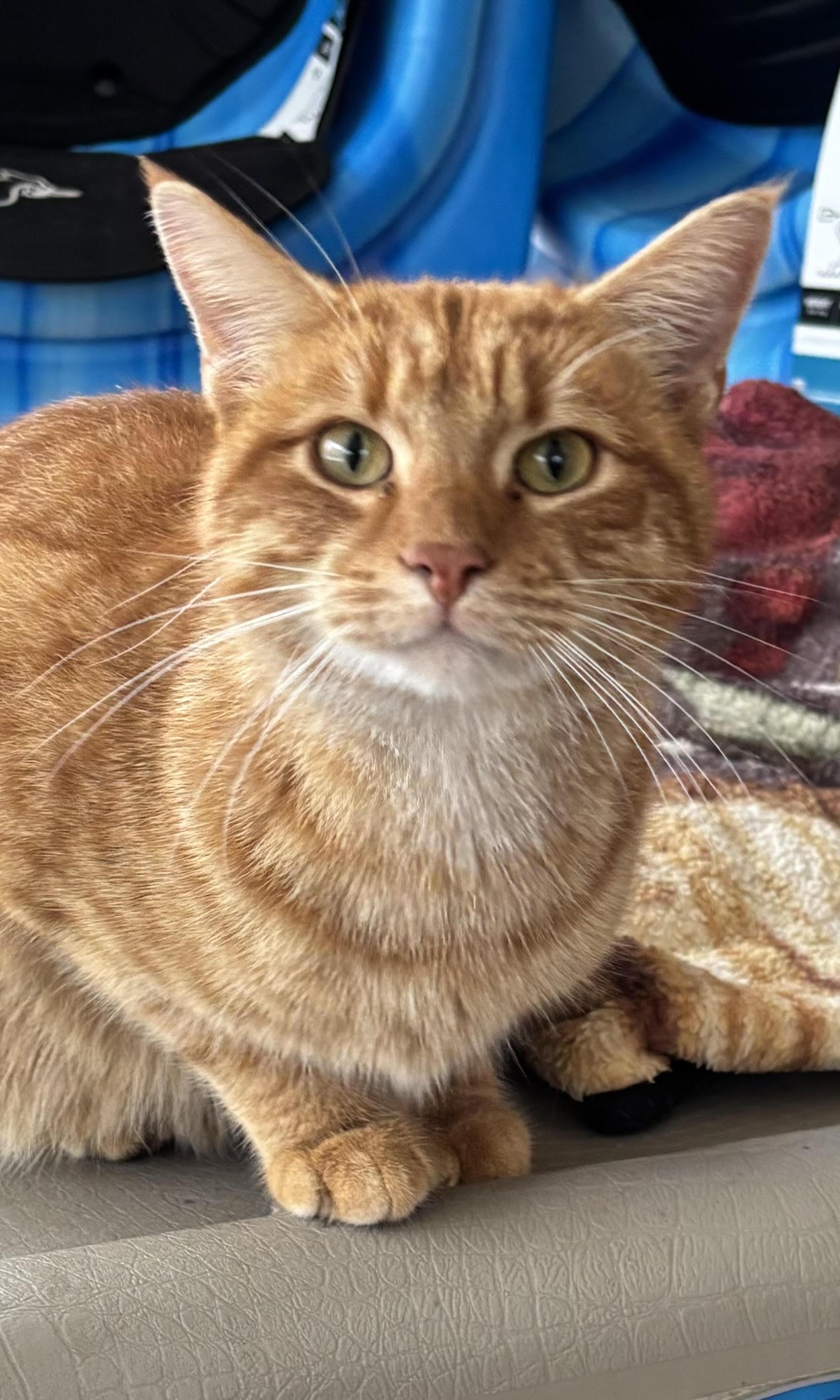 Hammy, ADOPTABLE, Adult Male Domestic Short Hair.