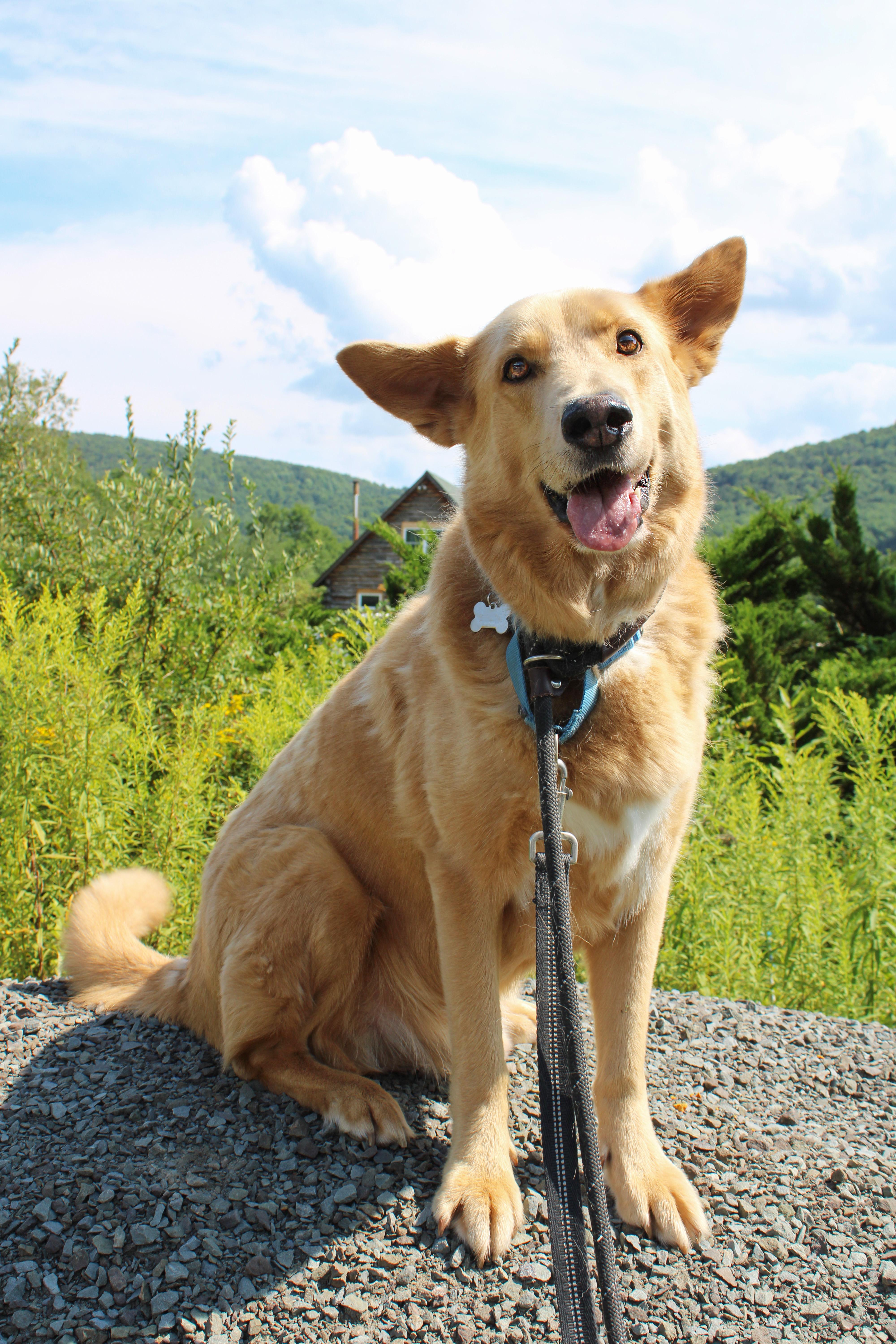 Enlarge Bear, a Adoptable mixed breed in Delhi, NY image 1/6