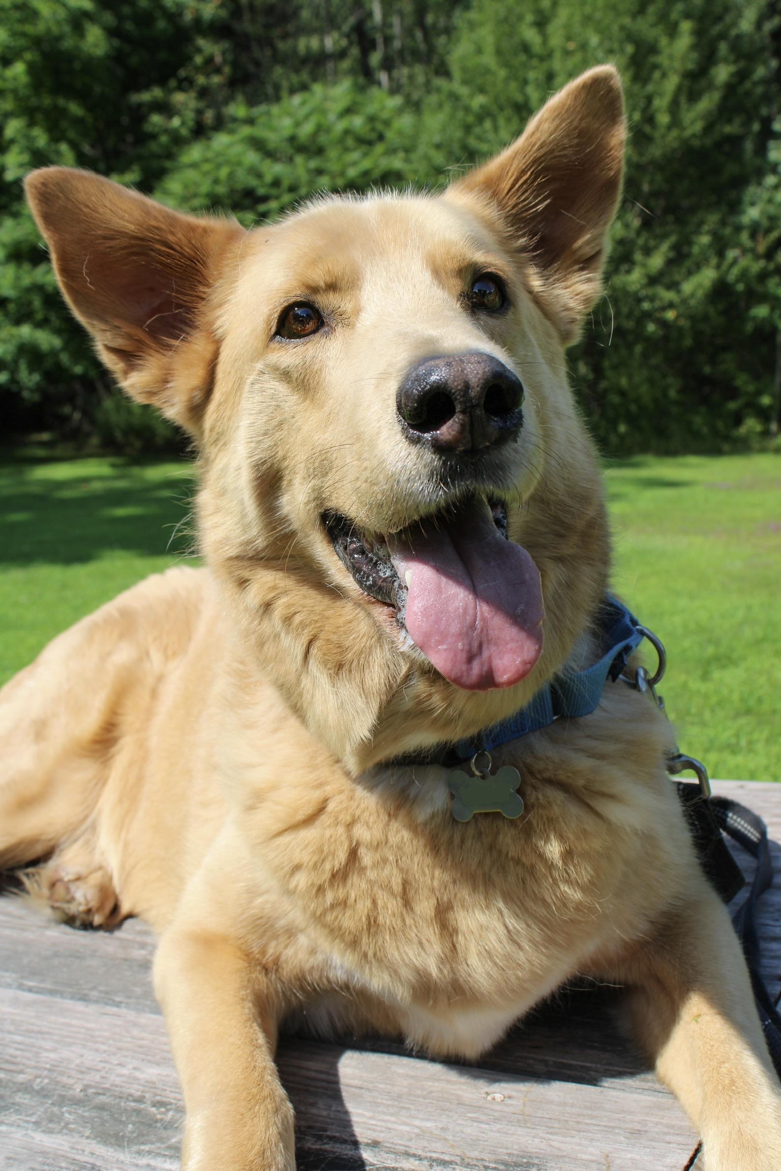 Enlarge Bear, a Adoptable mixed breed in Delhi, NY image 4/6