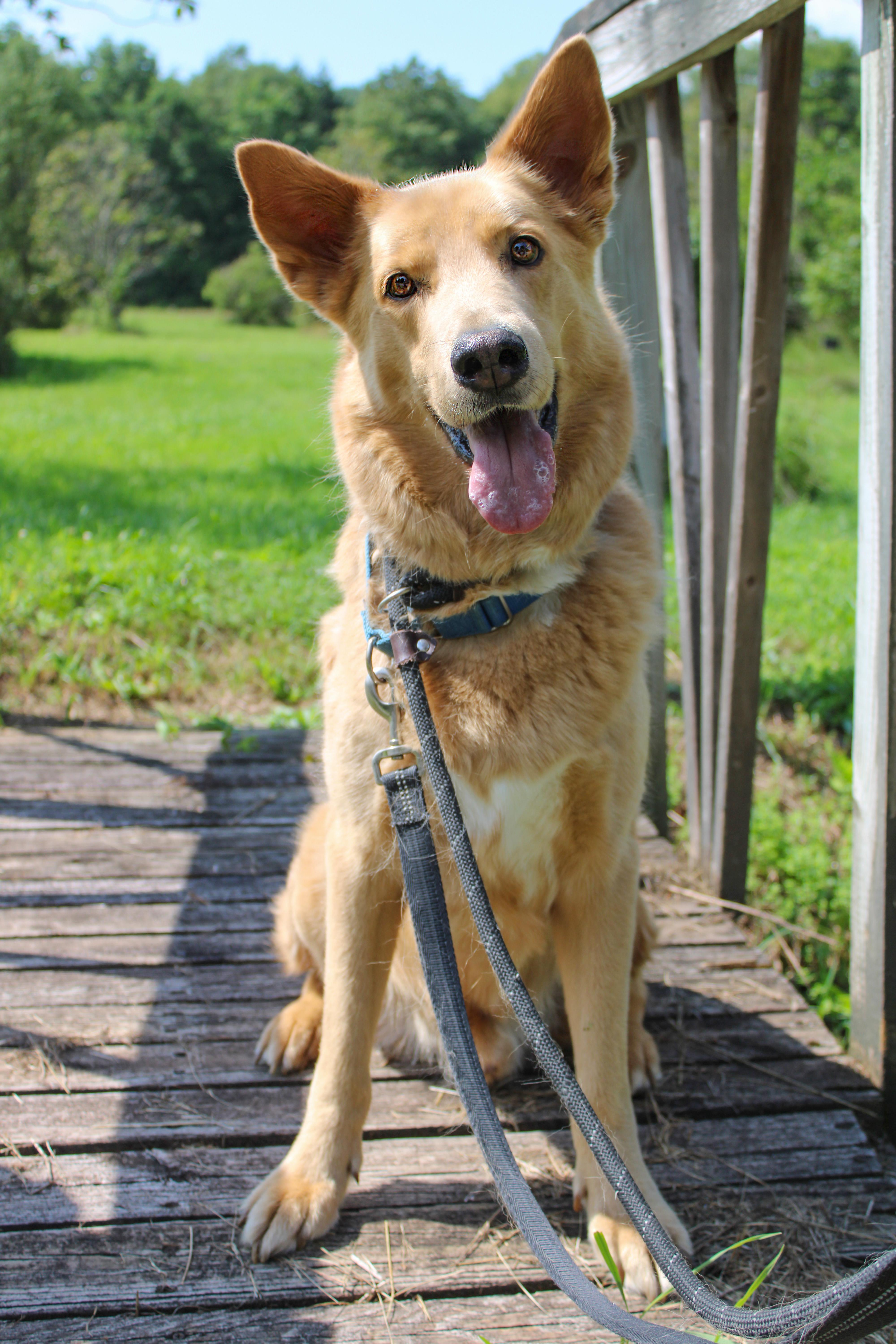 Enlarge Bear, a Adoptable mixed breed in Delhi, NY image 3/6