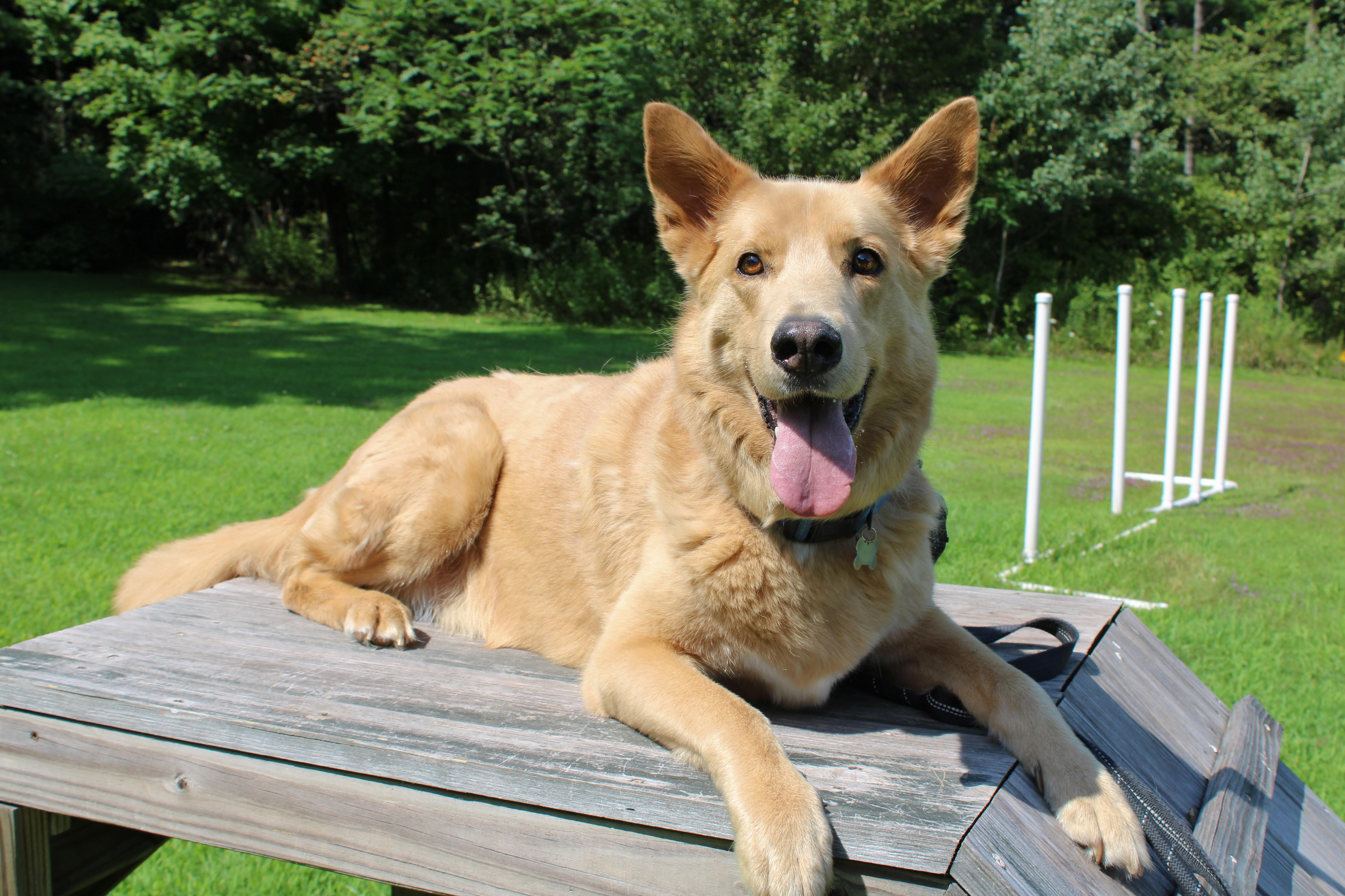 Enlarge Bear, a Adoptable mixed breed in Delhi, NY image 2/6