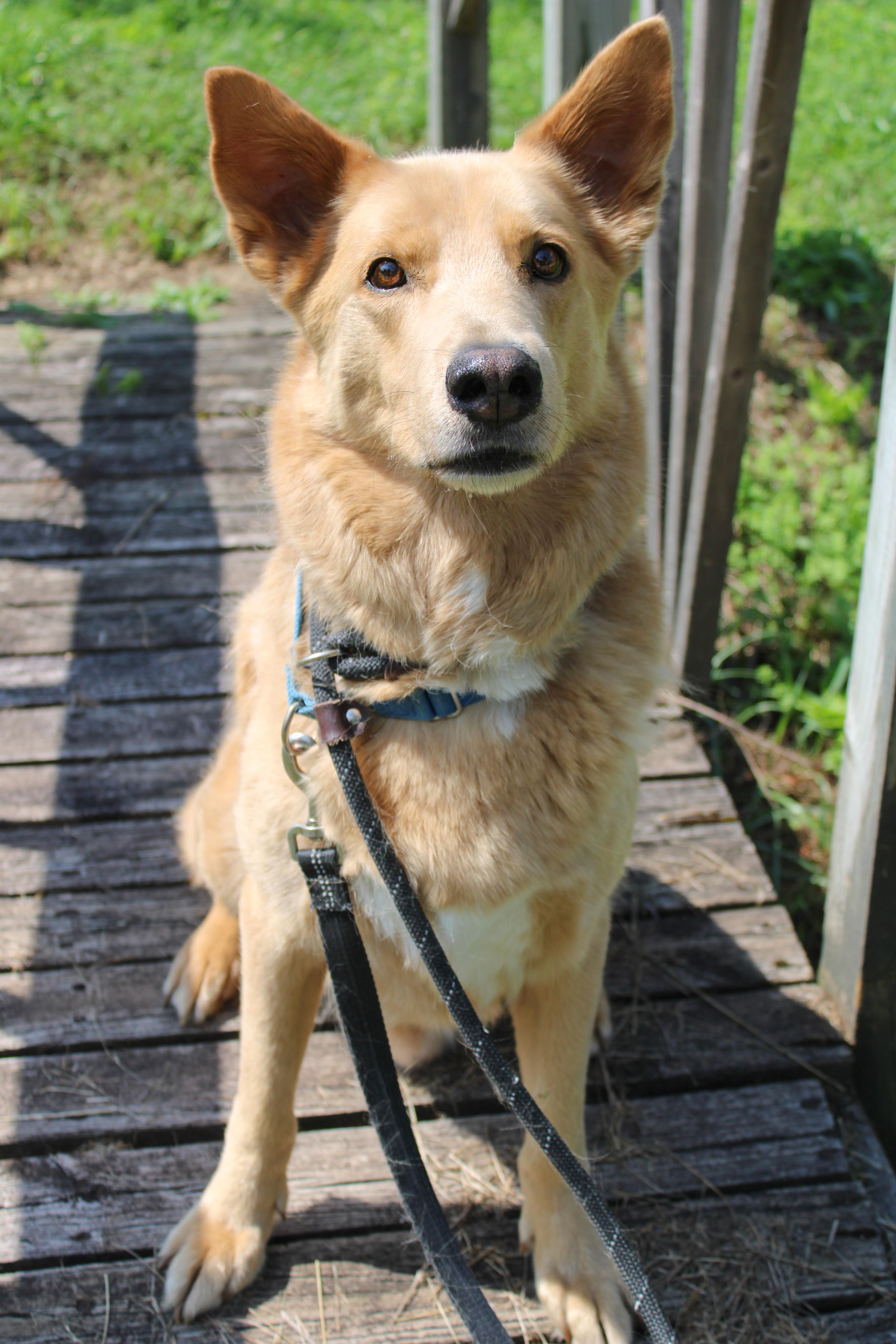 Enlarge Bear, a Adoptable mixed breed in Delhi, NY image 5/6