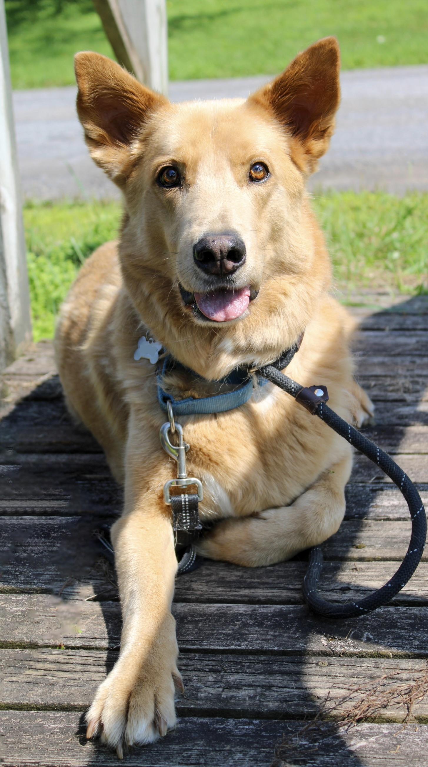 Enlarge Bear, a Adoptable mixed breed in Delhi, NY image 6/6