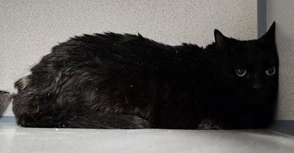 Dot, an adoptable Domestic Medium Hair in Canon City, CO, 81212 | Photo Image 1