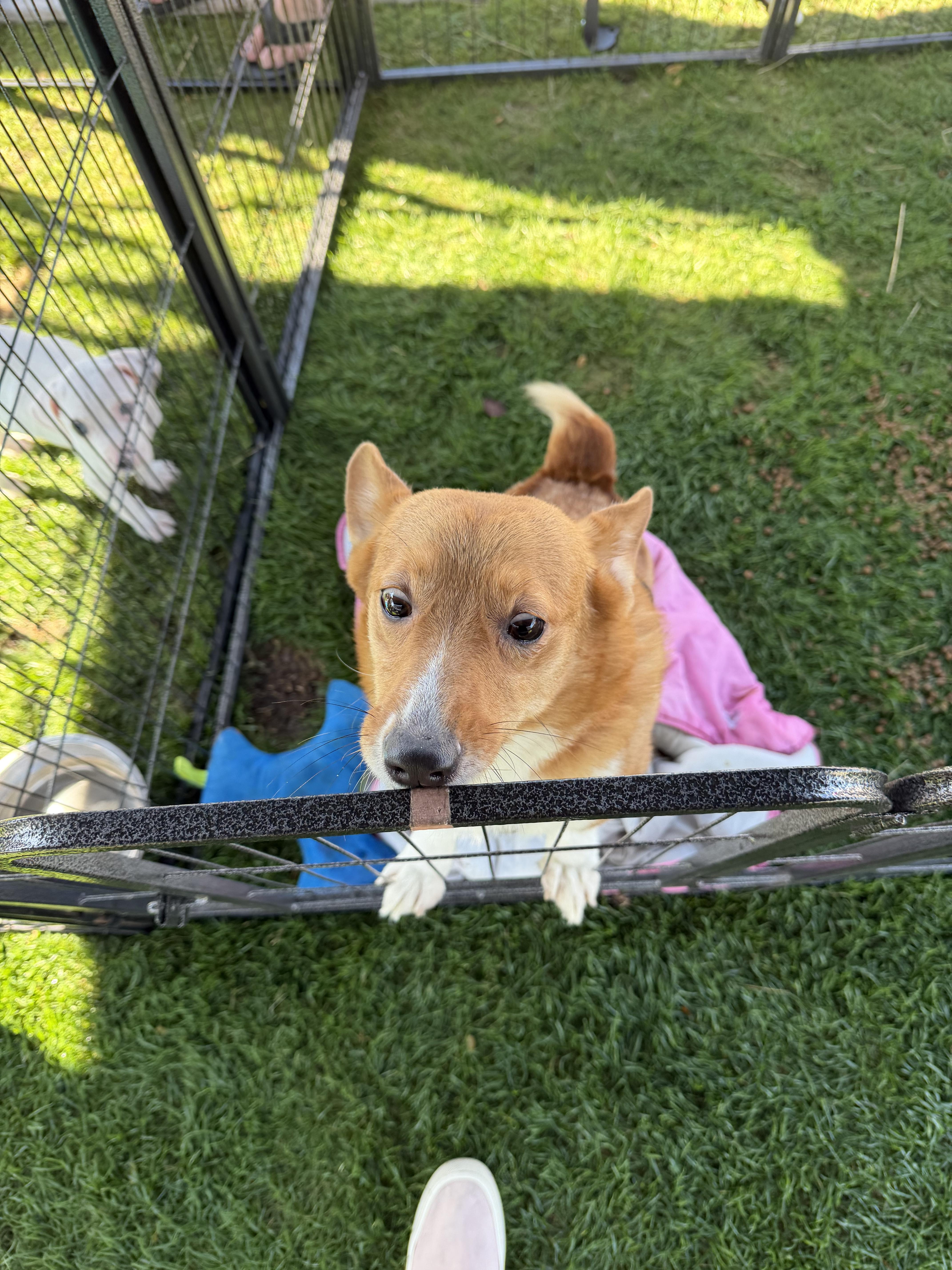 Hannah, ADOPTABLE, Young Female Corgi.