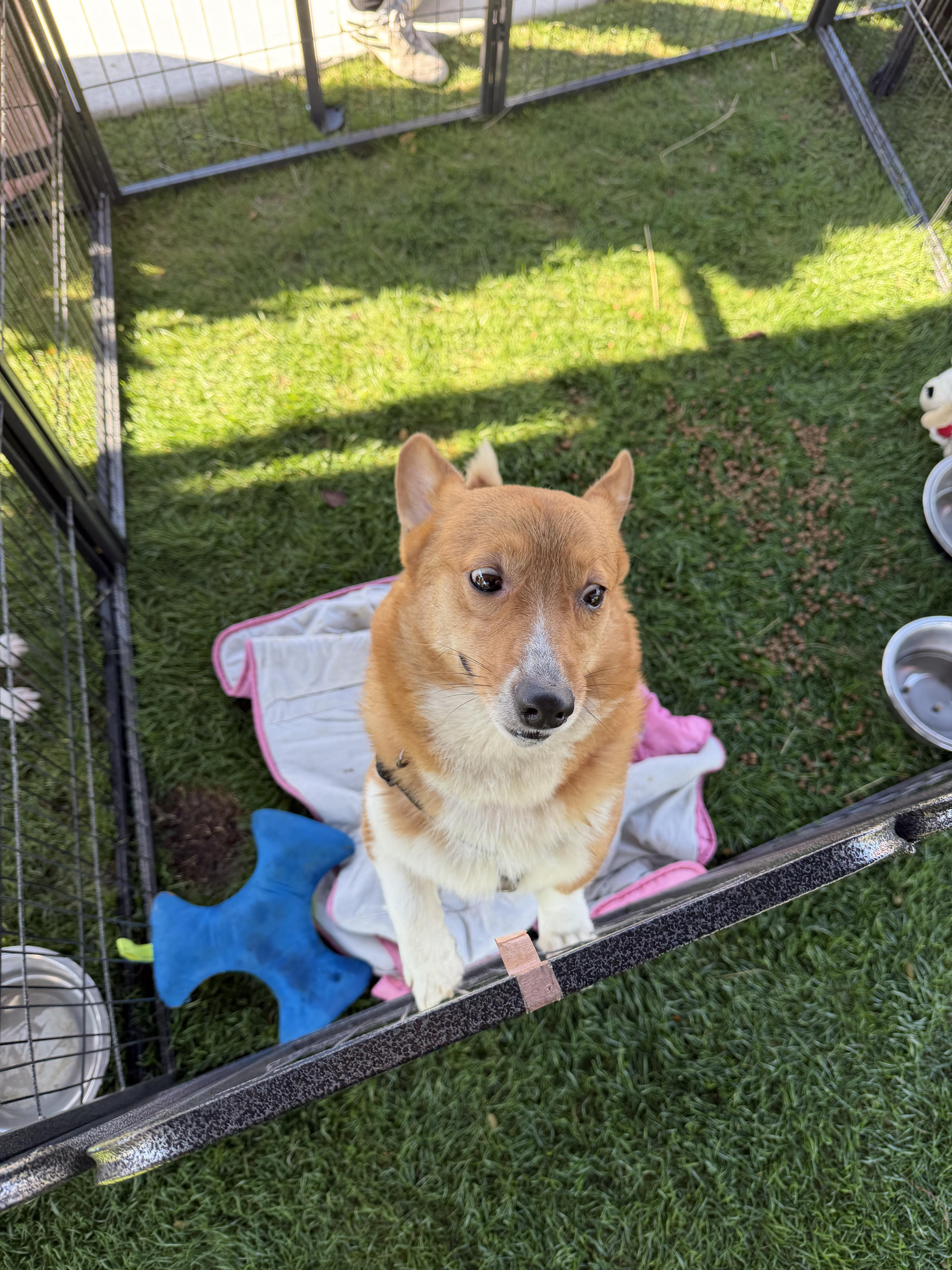 Enlarge Hannah, a ADOPTABLE Corgi in Lutz, FL image 2/2