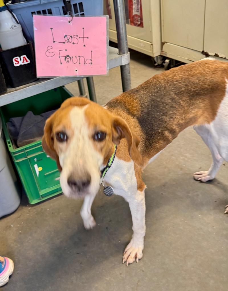 Enlarge Shasta, a Adoptable Hound in Hampton, VA image 1/3