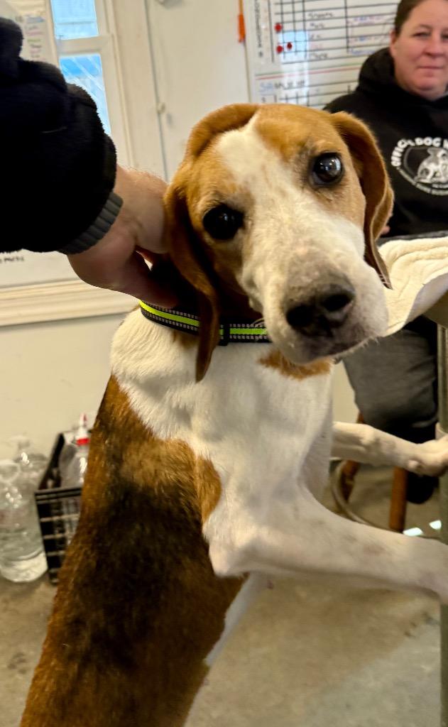 Enlarge Shasta, a Adoptable Hound in Hampton, VA image 2/3