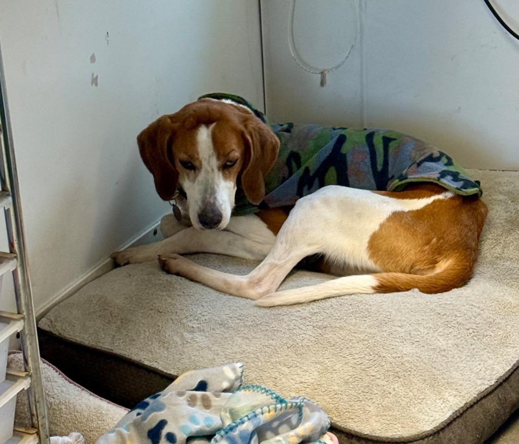 Enlarge Shasta, a Adoptable Hound in Hampton, VA image 3/3